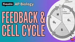 AP Biology - Feedback Mechanisms & Cell Cycle Regulation