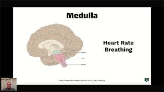 AP Psychology - Brain & Endocrine System