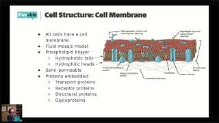 AP Biology - Cells: Prokaryotes, Eukaryotes & Transport