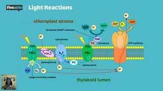 AP Biology - Photosynthesis