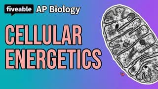 AP Biology - Unit 3 Review: Cellular Energetics