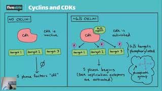 AP Biology CRAM – DNA, Cell Cycle & Gene Expression