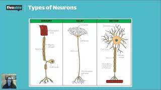 AP Biology - Nervous System & Action Potentials