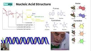 AP Biology - DNA Replication, Transcription & Translation