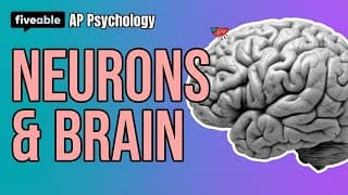 AP Psychology CRAM – Neurons, Brain, Sensation & Sleep