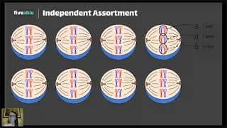 AP Biology - Mendelian Genetics & Chi-Square