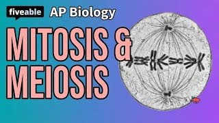 AP Biology - Mitosis & Meiosis