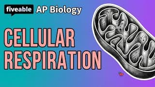 AP Biology - Cellular Respiration