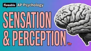 AP Psychology CRAM – Sensation & Perception