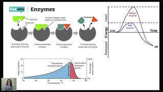 AP Biology CRAM – Unit 3: Cellular Energetics