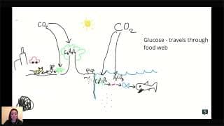 AP Environmental Science - The Carbon Cycle