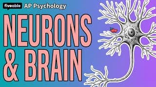 AP Psychology CRAM – Neurons, Brain & Sleep