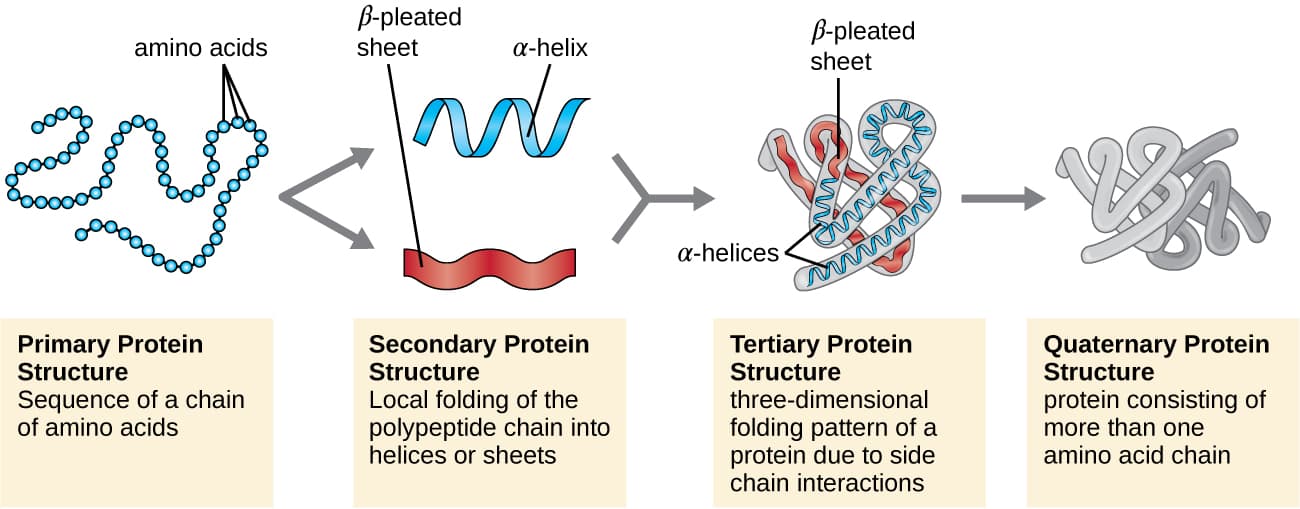 What Are Peptides? The Complete Beginner’s Guide (2026) 5 https://fiveable.me/_next/image?q=75&url=https%3A%2F%2Fstorage.googleapis.com%2Fstatic.prod.fiveable.me%2Fsearch-images%252F%2522Four_levels_of_protein_structure%253A_primary%252C_secondary%252C_tertiary%252C_quaternary_with_diagrams_and_examples.%2522-OSC_Microbio_07_04_proteinstr.jpg&w=3840