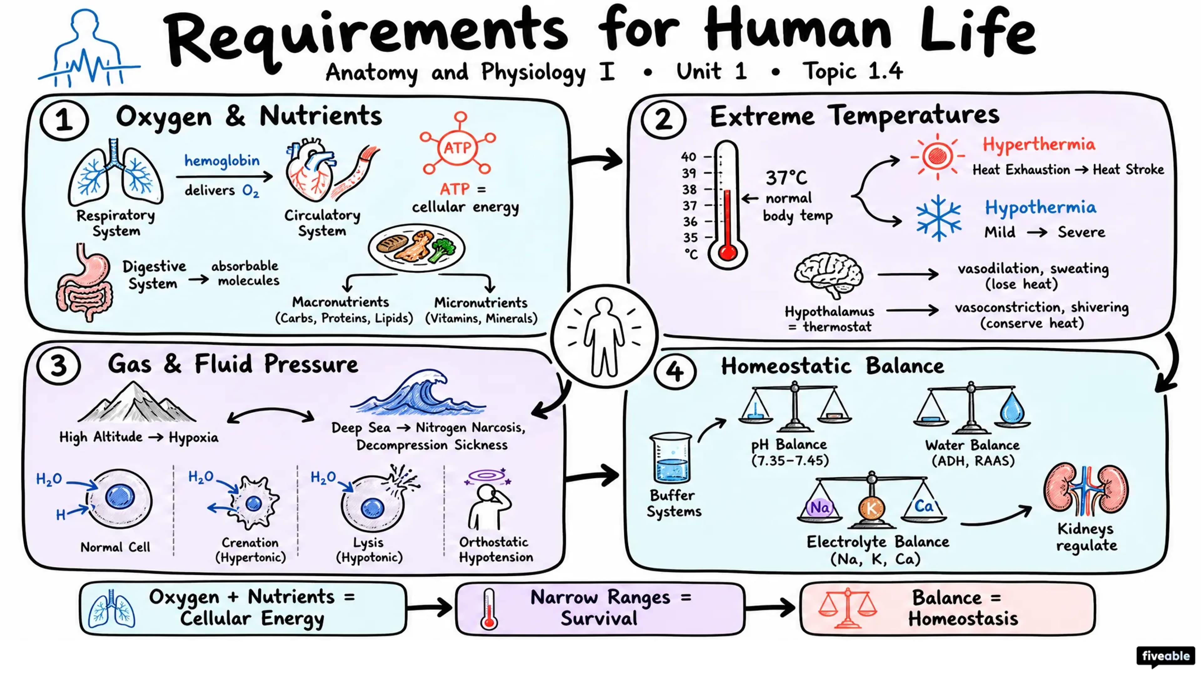 1.4 Requirements for Human Life - Anatomy and Physiology I - Unit 1 visual cheatsheet