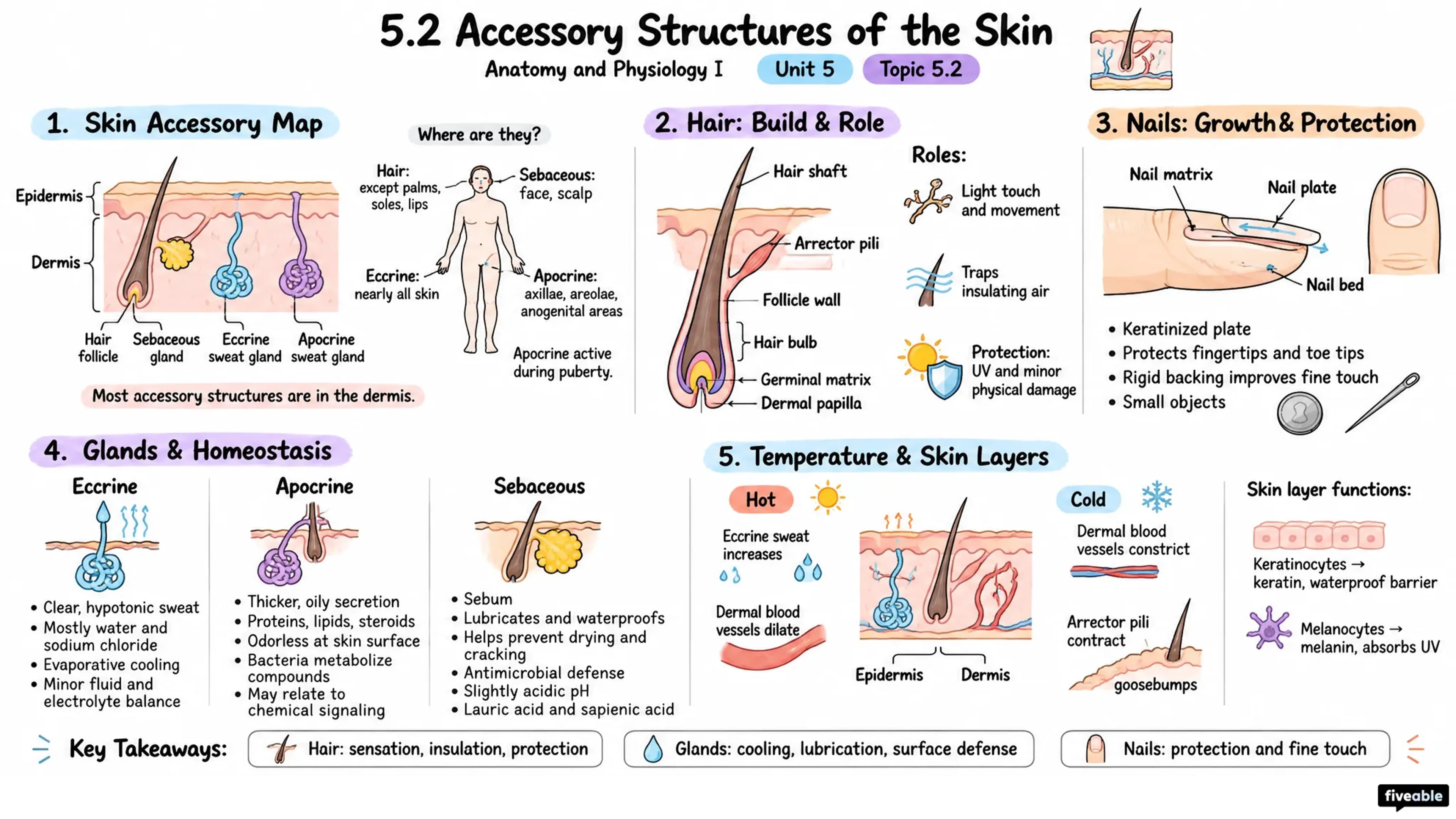 5.2 Accessory Structures of the Skin - Anatomy and Physiology I - Unit 5 visual cheatsheet