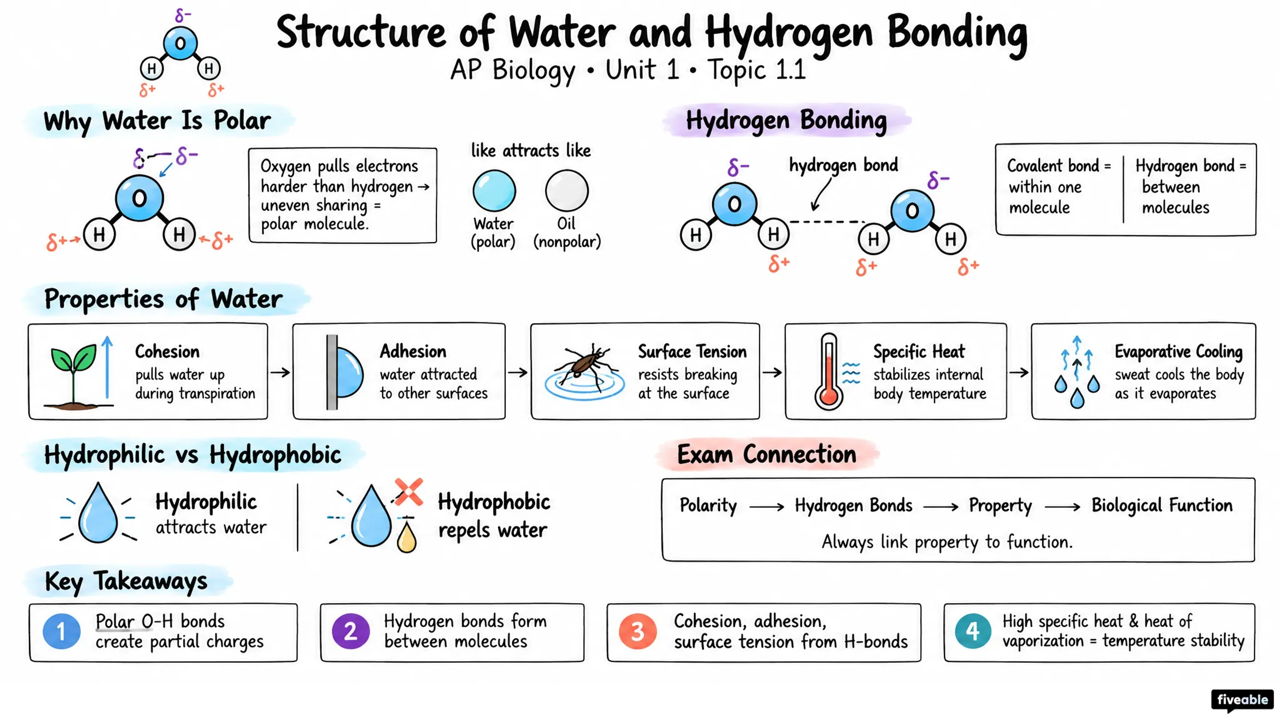1.1 Structure of Water and Hydrogen Bonding - AP Biology - Unit 1 visual cheatsheet