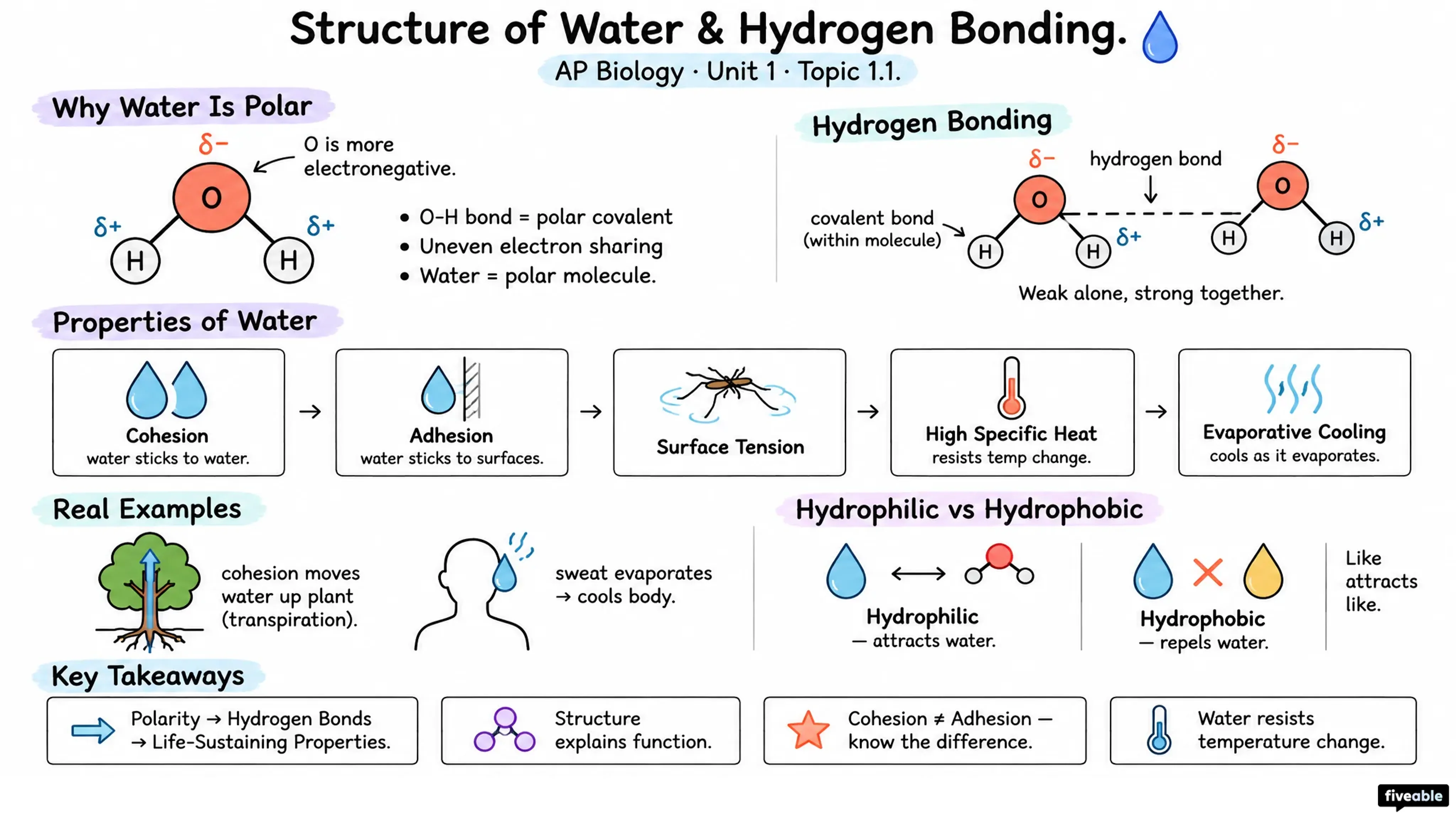 1.1 Structure of Water and Hydrogen Bonding - AP Biology - Unit 1 visual cheatsheet