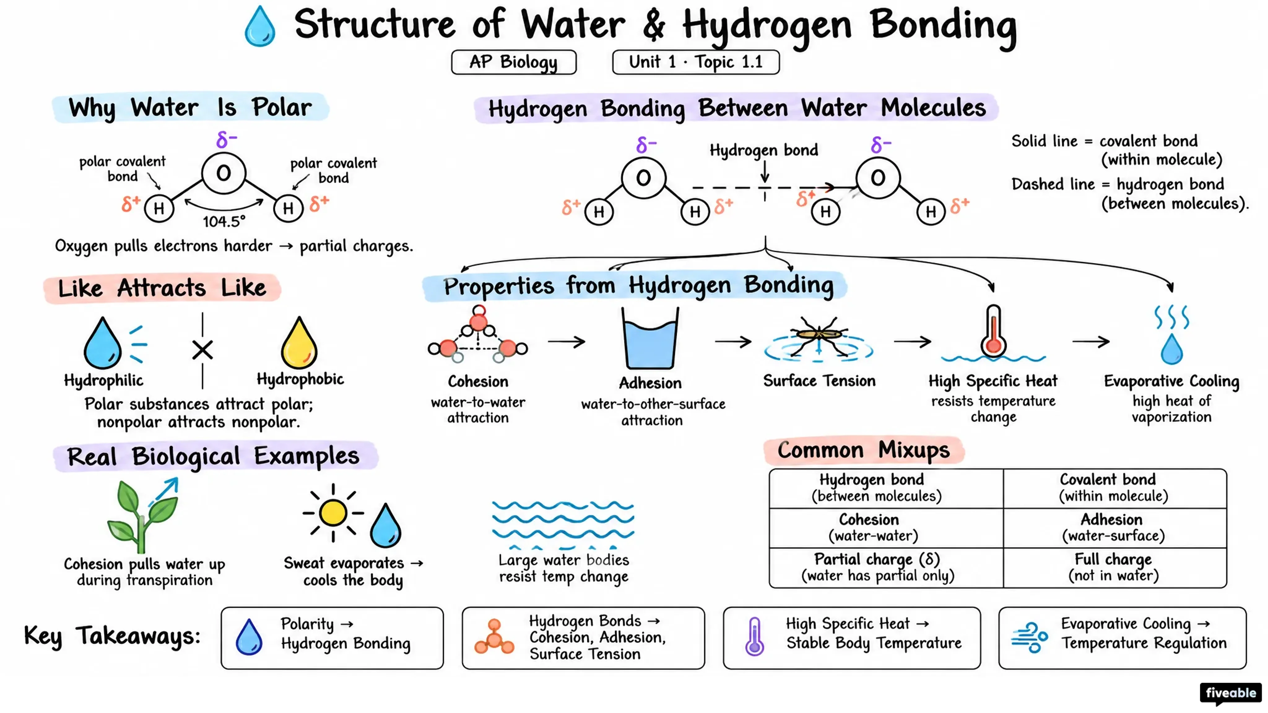 1.1 Structure of Water and Hydrogen Bonding - AP Biology - Unit 1 visual cheatsheet