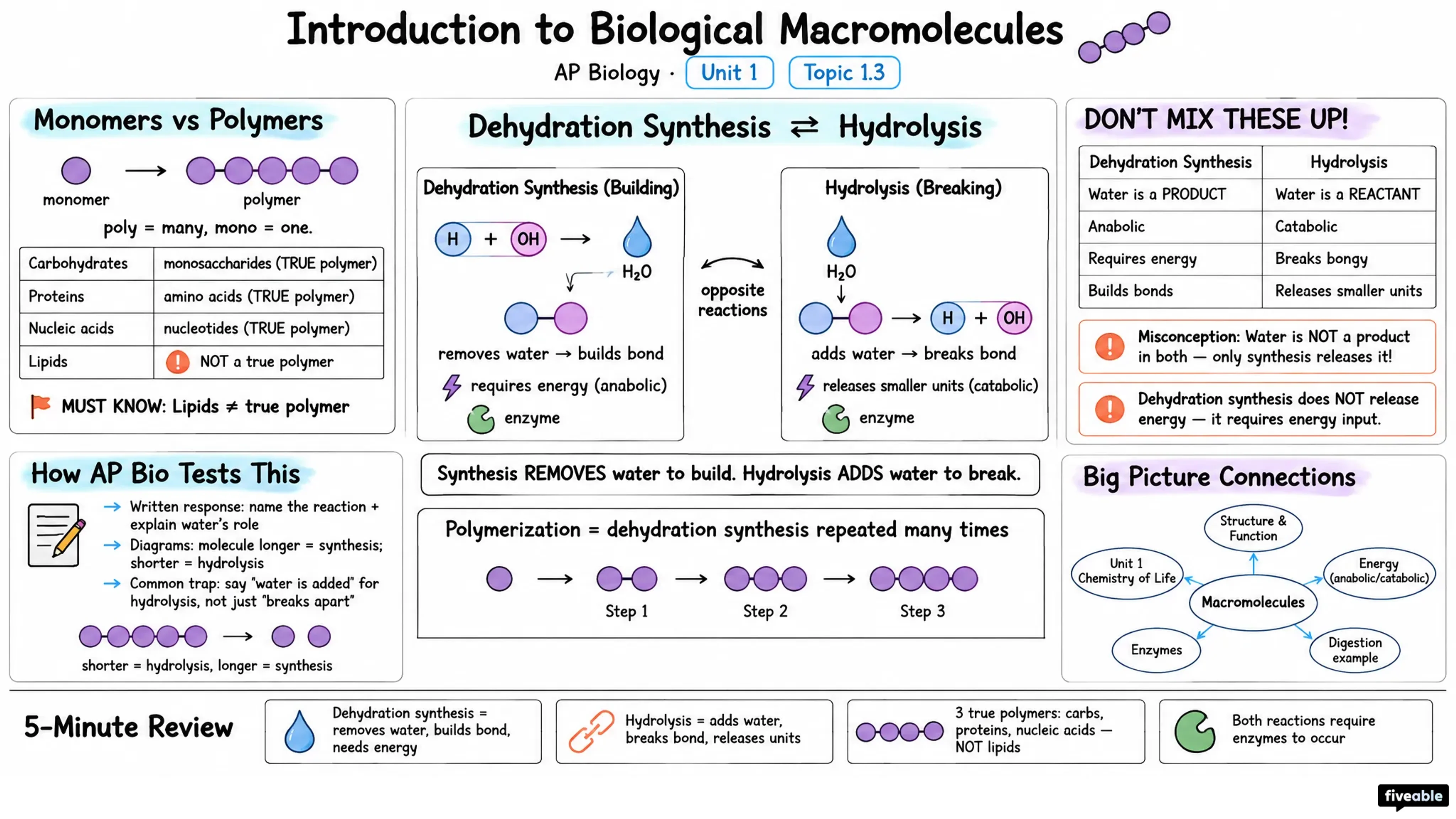 1.3 Introduction to Biological Macromolecules - AP Biology - Unit 1 visual cheatsheet