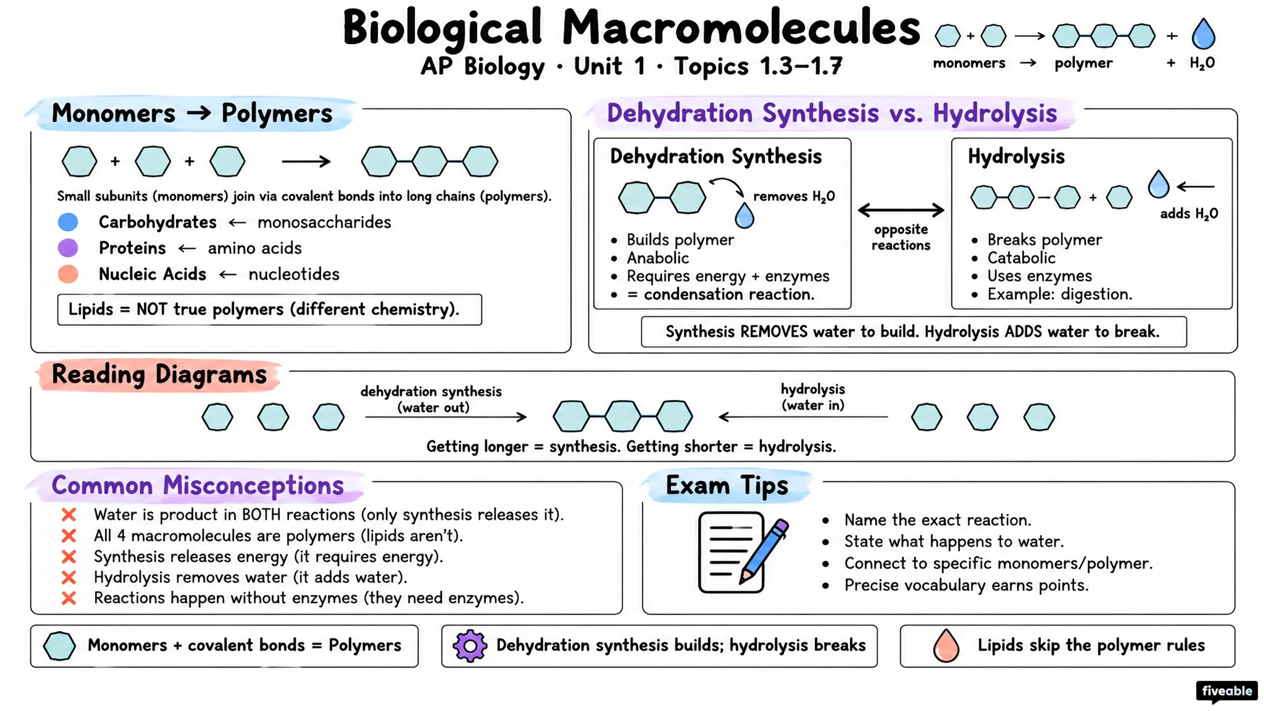 1.3 Introduction to Biological Macromolecules - AP Biology - Unit 1 visual cheatsheet