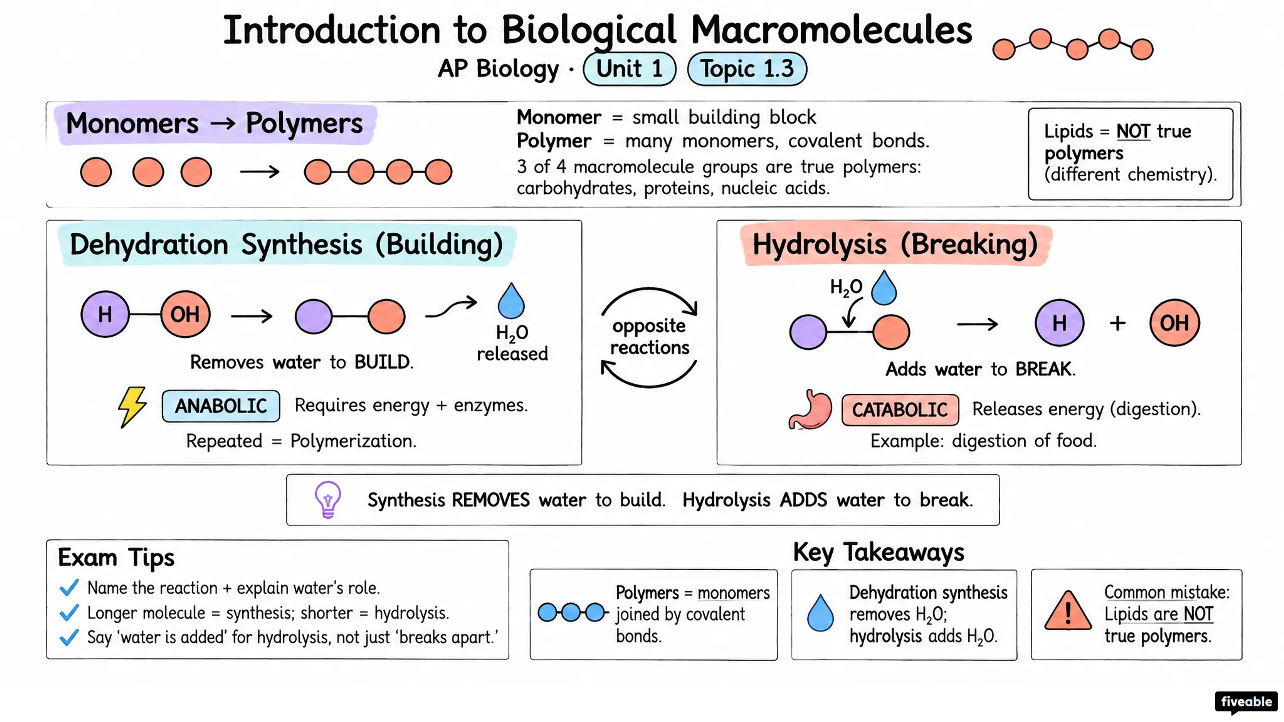 1.3 Introduction to Biological Macromolecules - AP Biology - Unit 1 visual cheatsheet