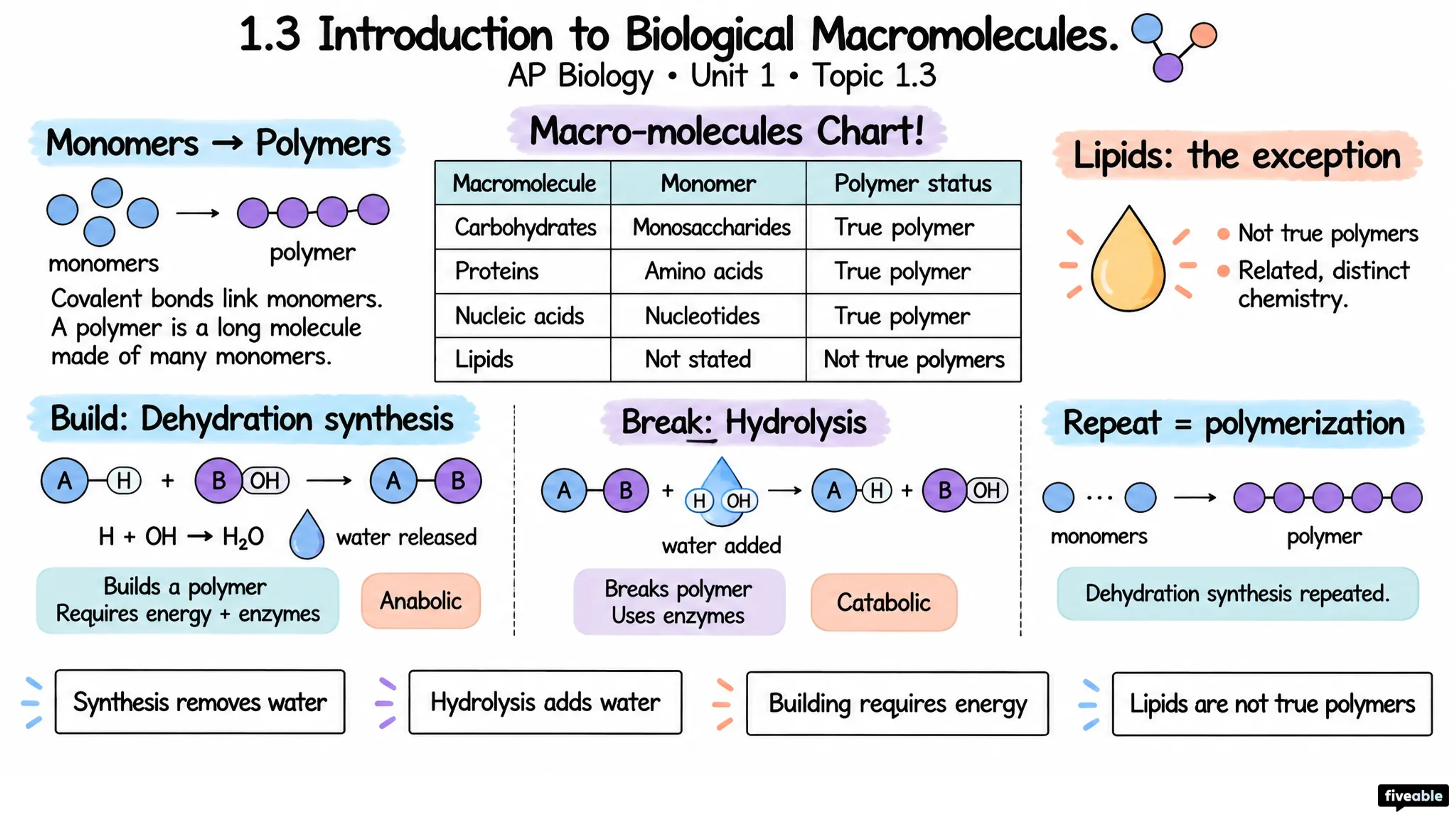 1.3 Introduction to Biological Macromolecules - AP Biology - Unit 1 visual cheatsheet