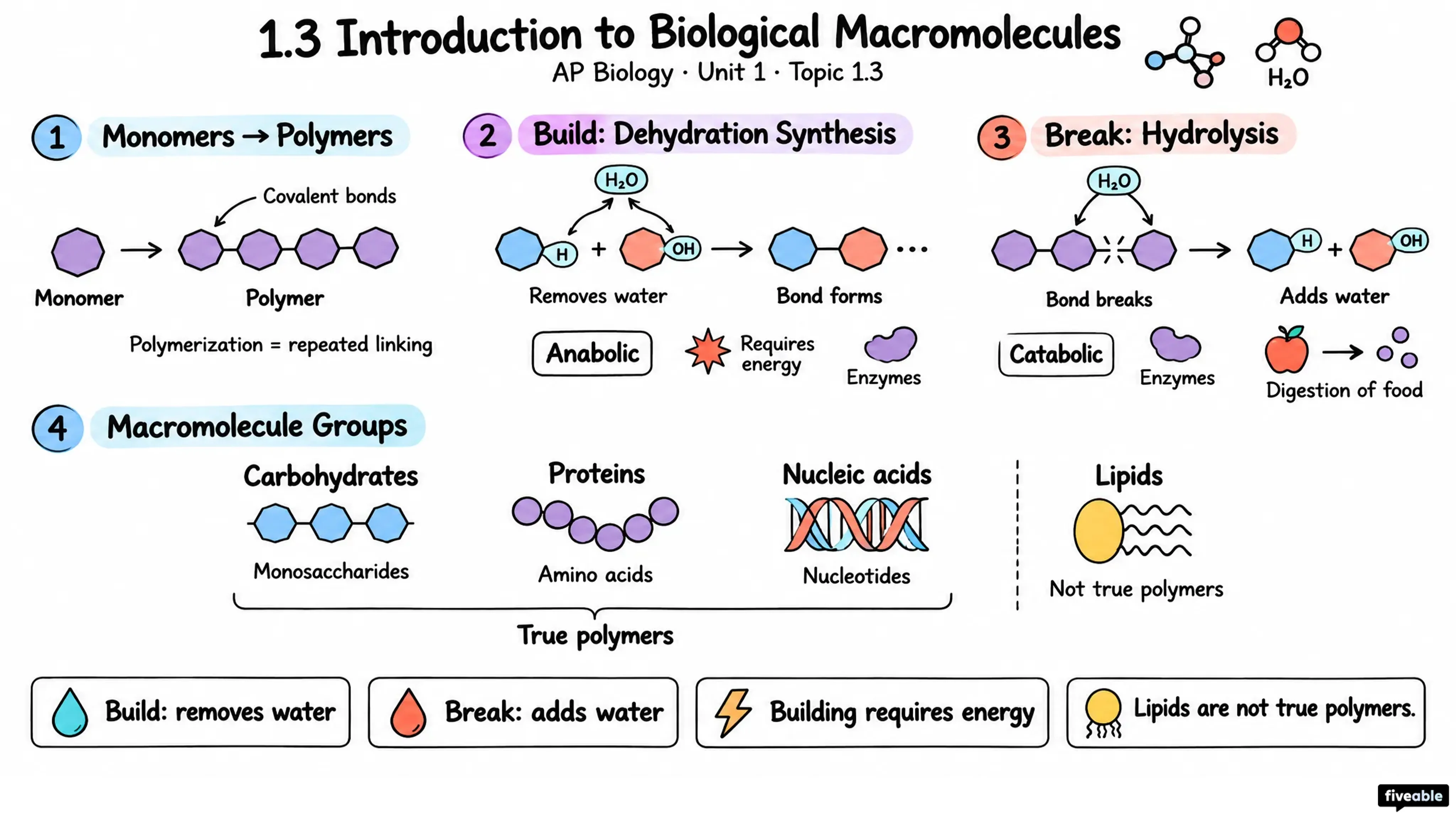 1.3 Introduction to Biological Macromolecules - AP Biology - Unit 1 visual cheatsheet