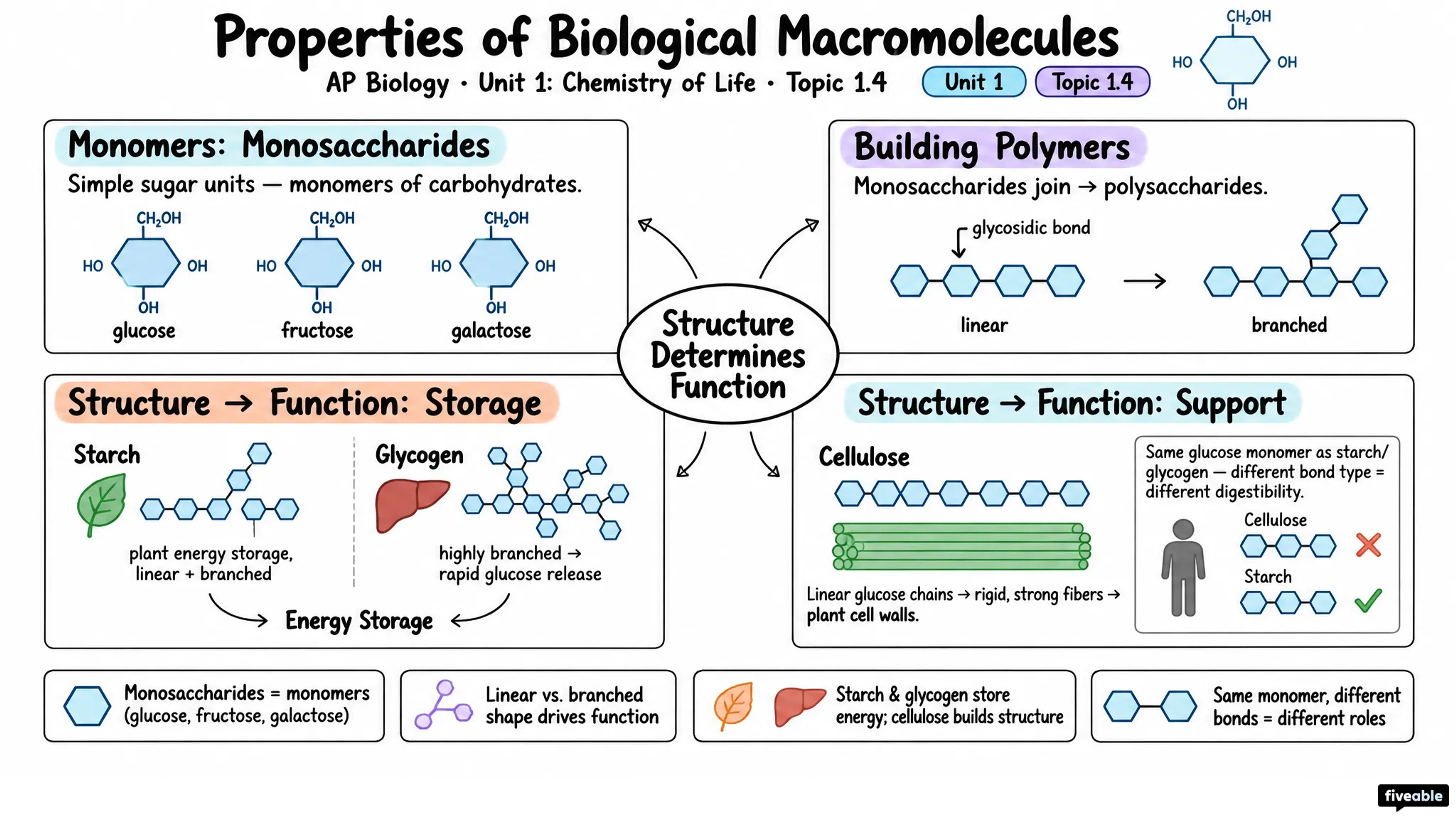 1.4 Properties of Biological Macromolecules - AP Biology - Unit 1 visual cheatsheet