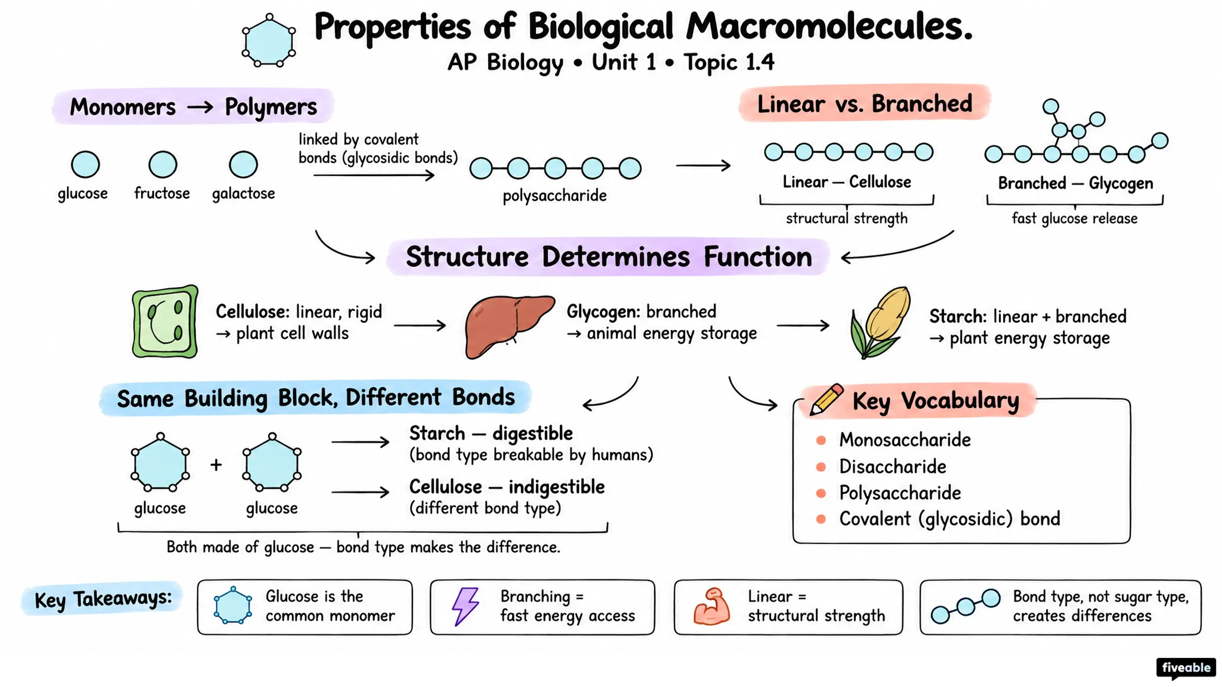 1.4 Properties of Biological Macromolecules - AP Biology - Unit 1 visual cheatsheet
