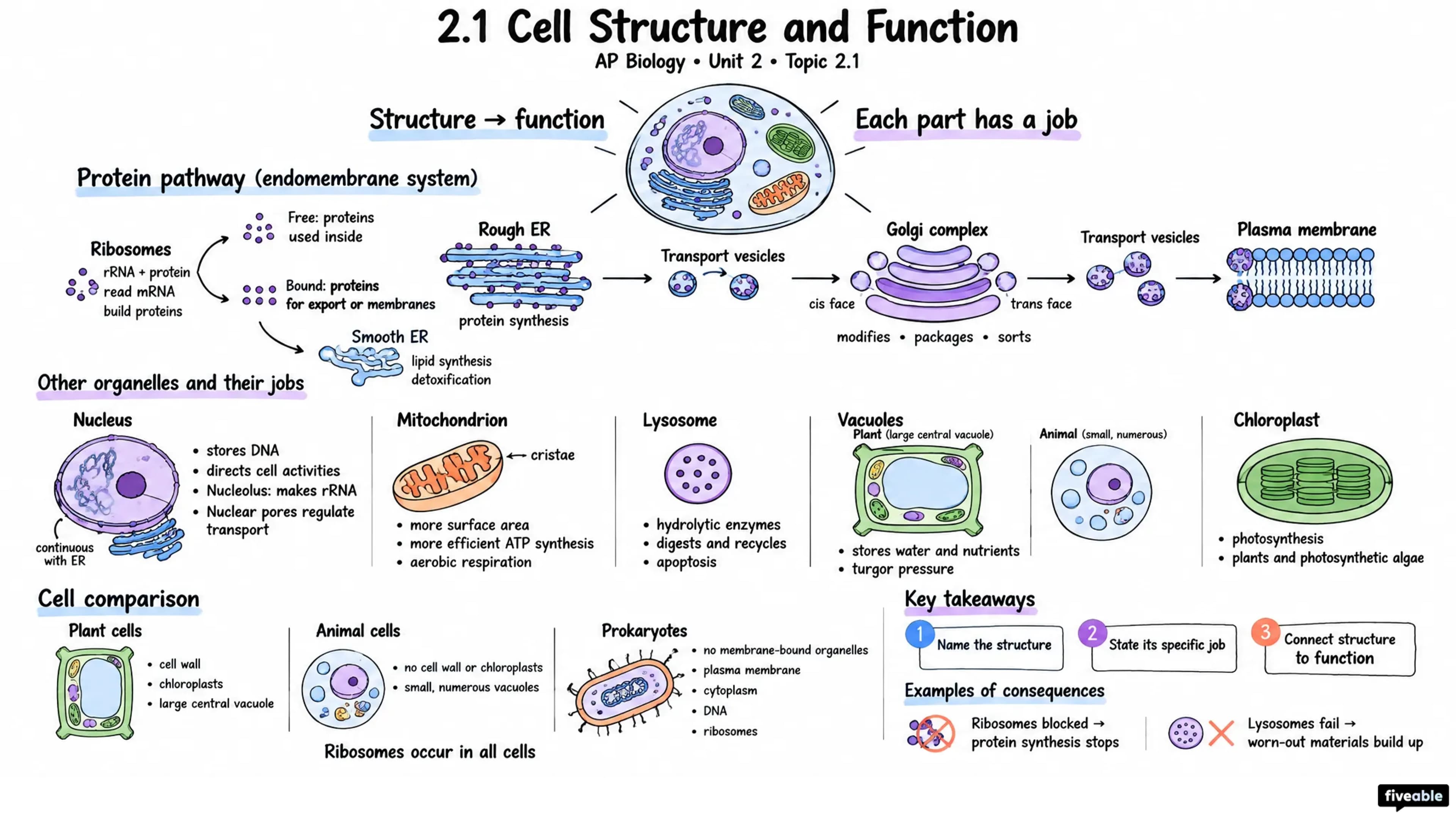 2.1 Cell Structure and Function - AP Biology - Unit 2 visual cheatsheet