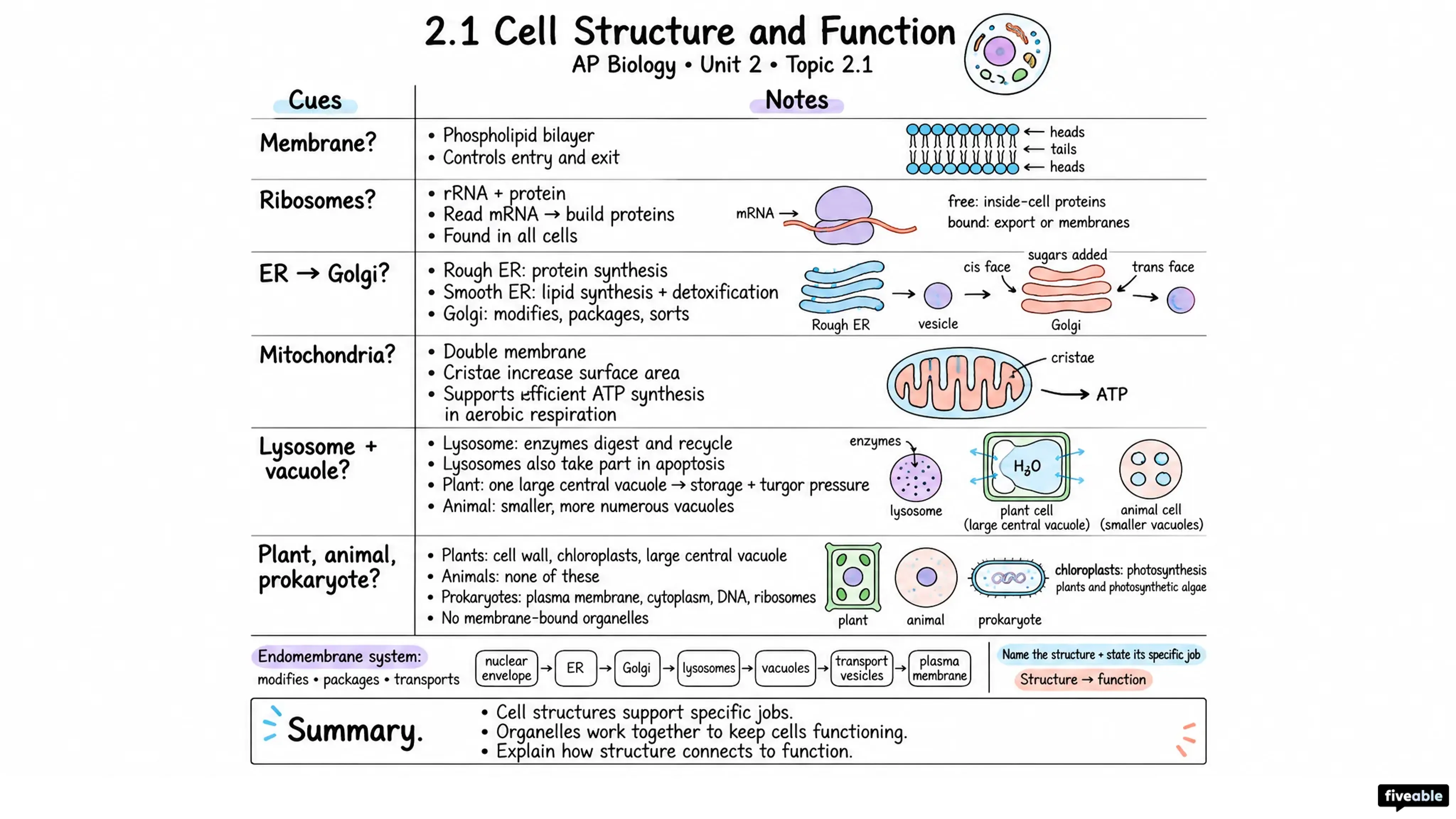 2.1 Cell Structure and Function - AP Biology - Unit 2 visual cheatsheet