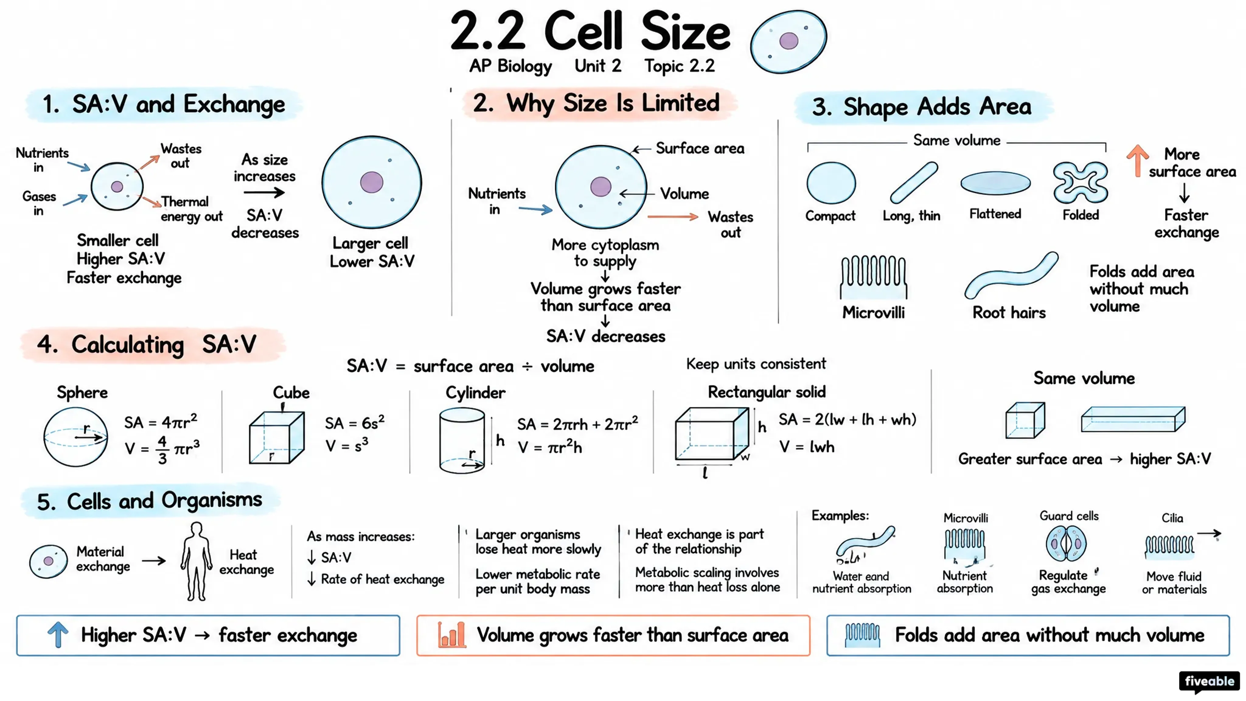 2.2 Cell Size - AP Biology - Unit 2 visual cheatsheet