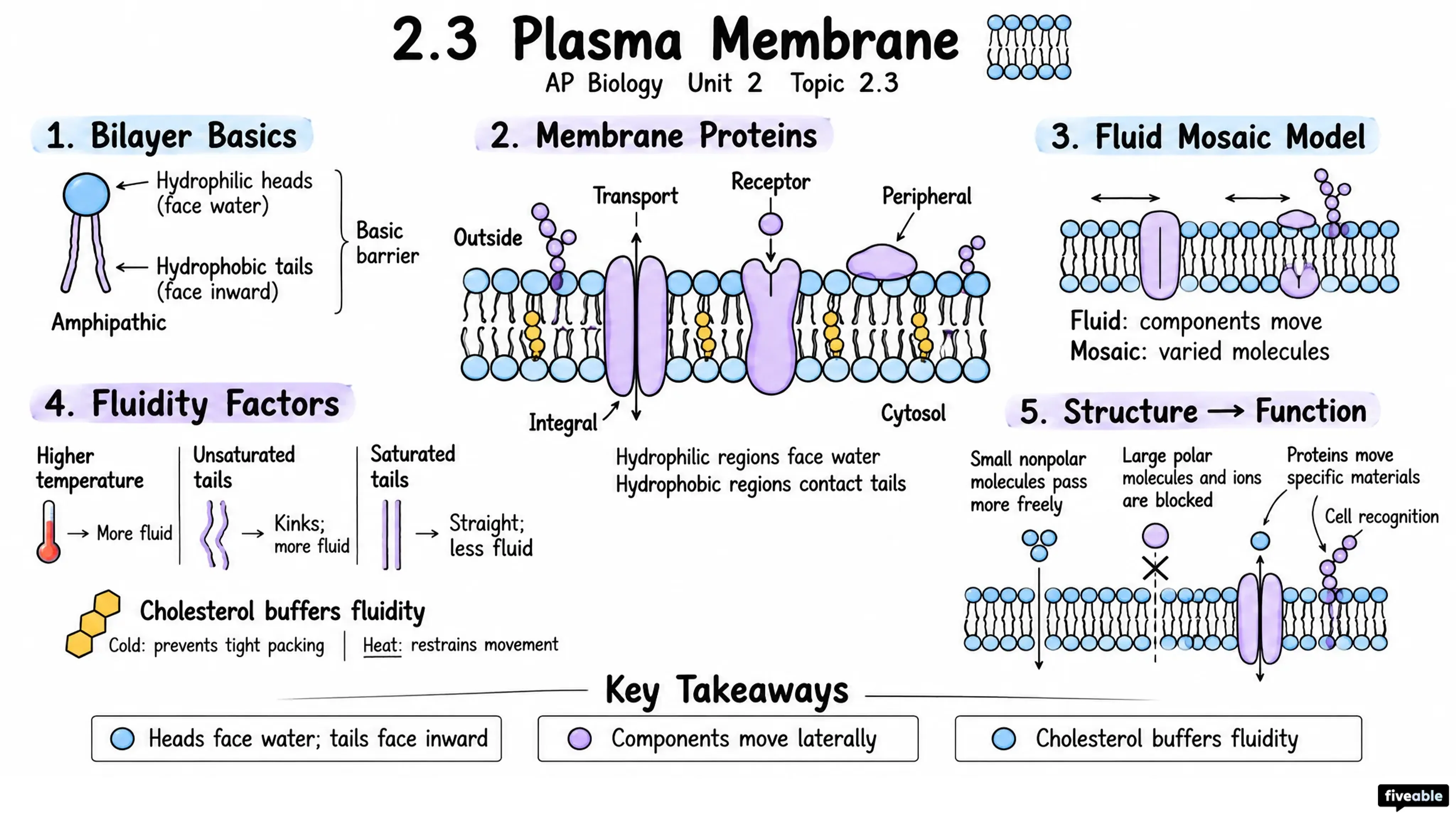 2.3 Plasma Membrane - AP Biology - Unit 2 visual cheatsheet