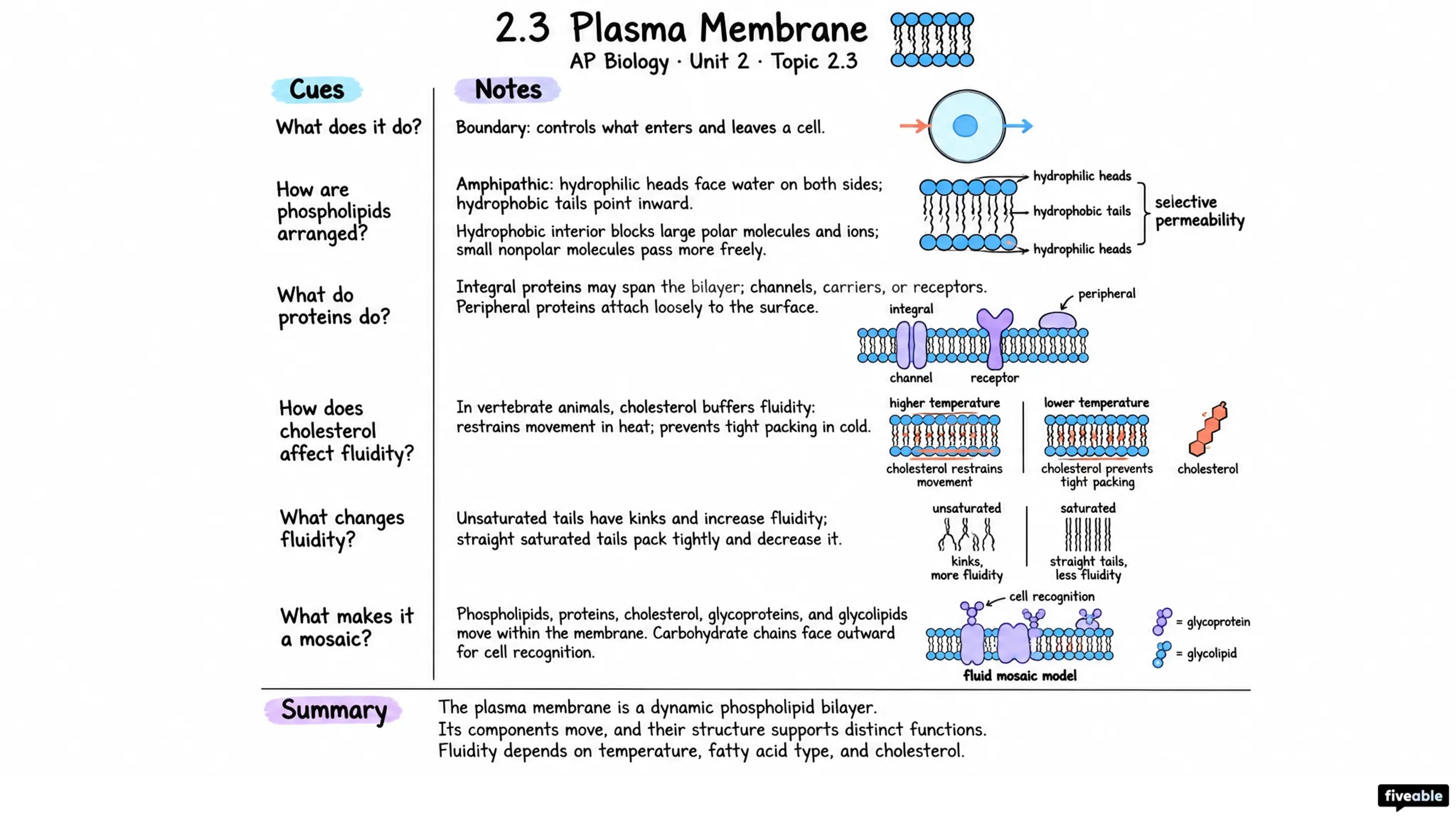 2.3 Plasma Membrane - AP Biology - Unit 2 visual cheatsheet