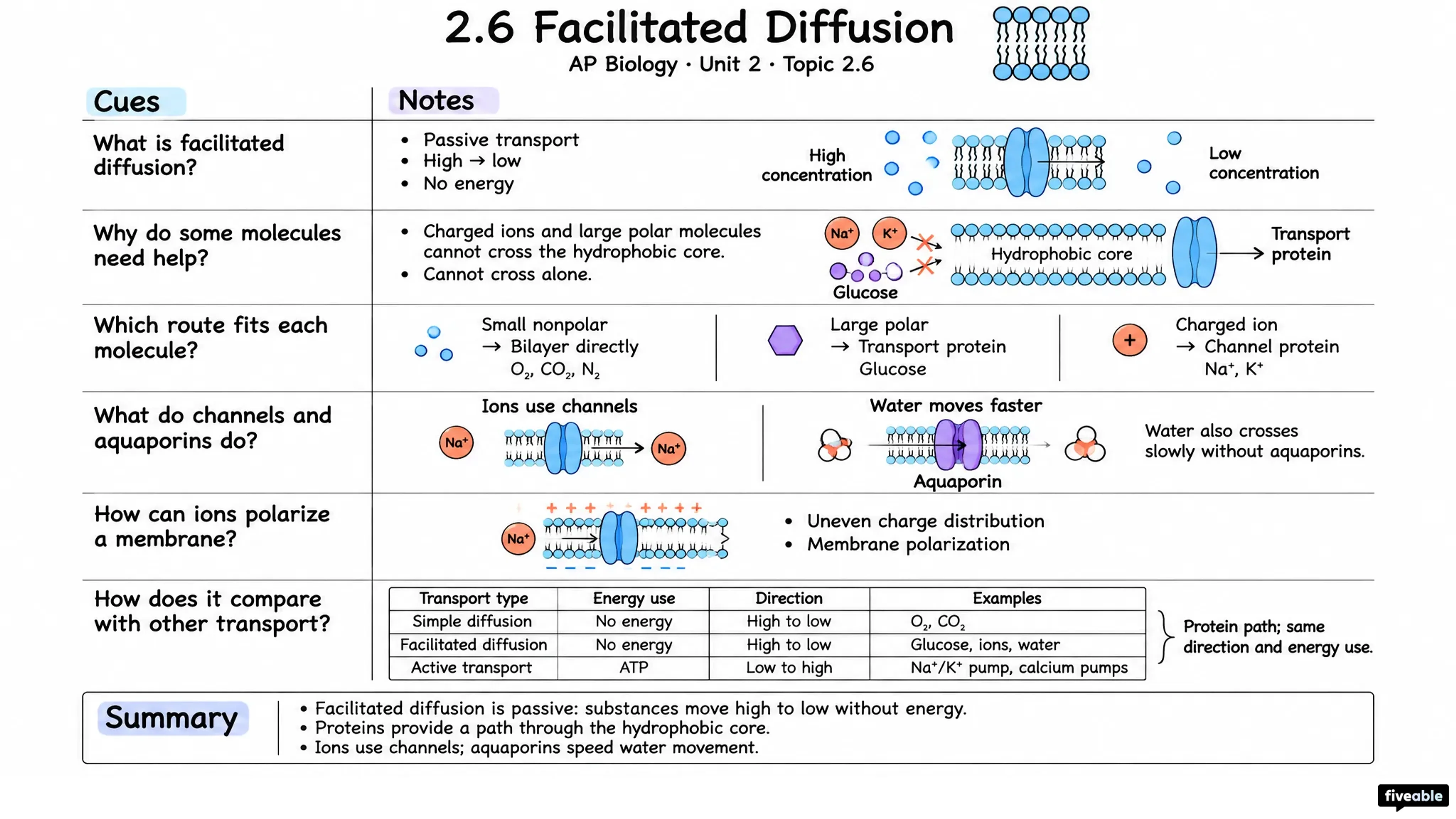2.6 Facilitated Diffusion - AP Biology - Unit 2 visual cheatsheet