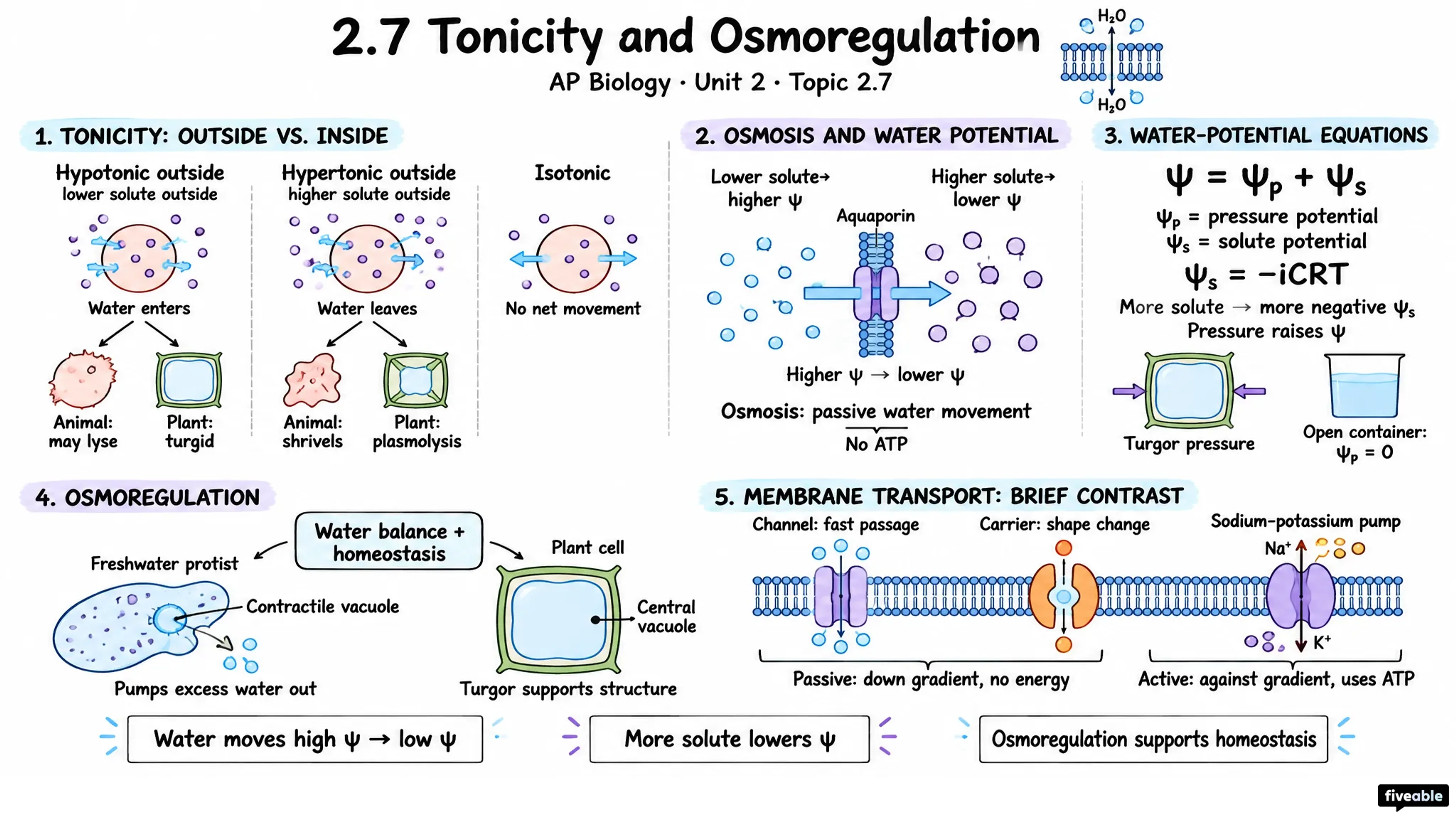 2.7 Tonicity and Osmoregulation - AP Biology - Unit 2 visual cheatsheet