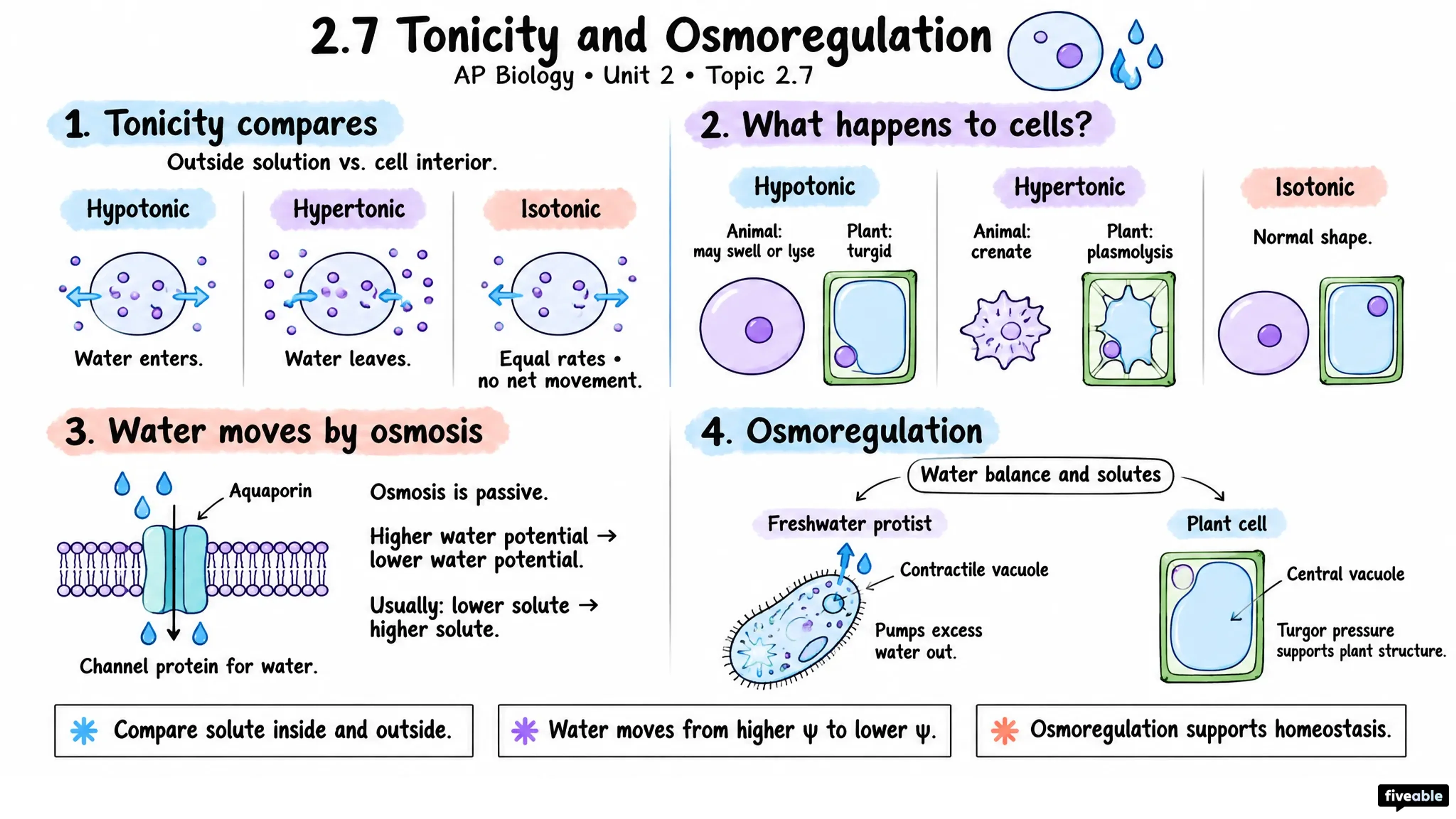 2.7 Tonicity and Osmoregulation - AP Biology - Unit 2 visual cheatsheet