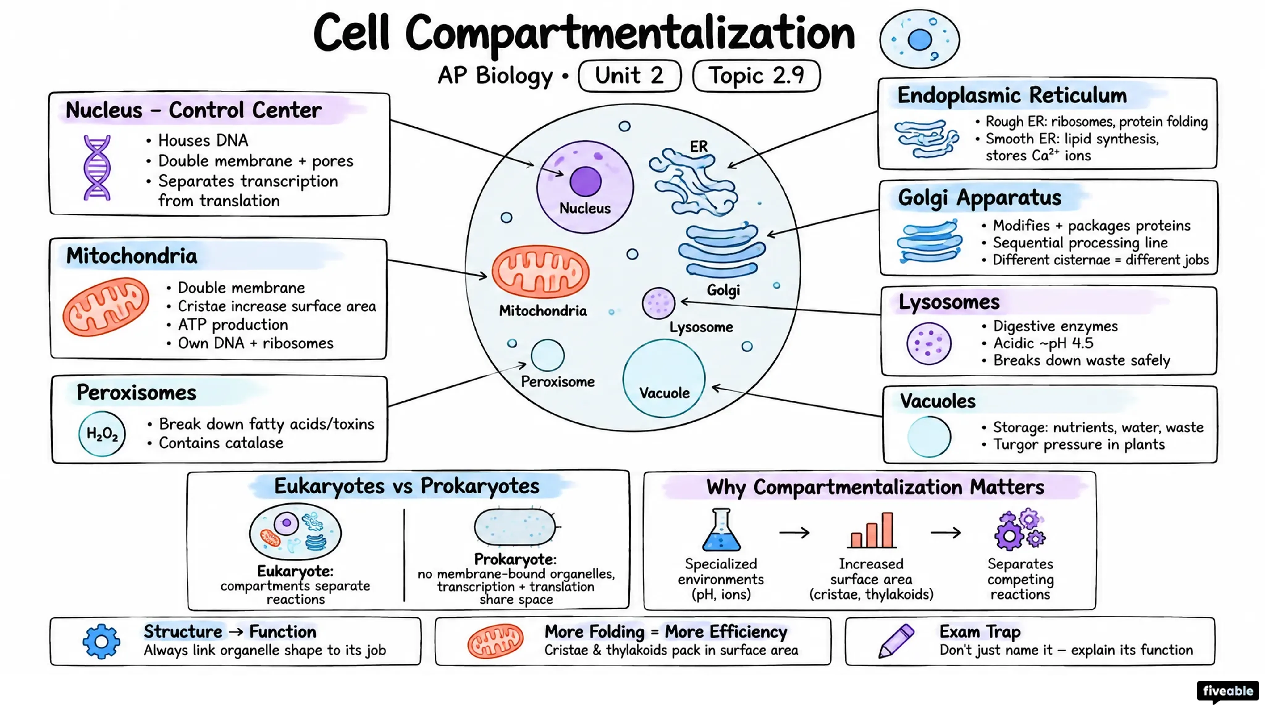 2.9 Cell Compartmentalization - AP Biology - Unit 2 visual cheatsheet