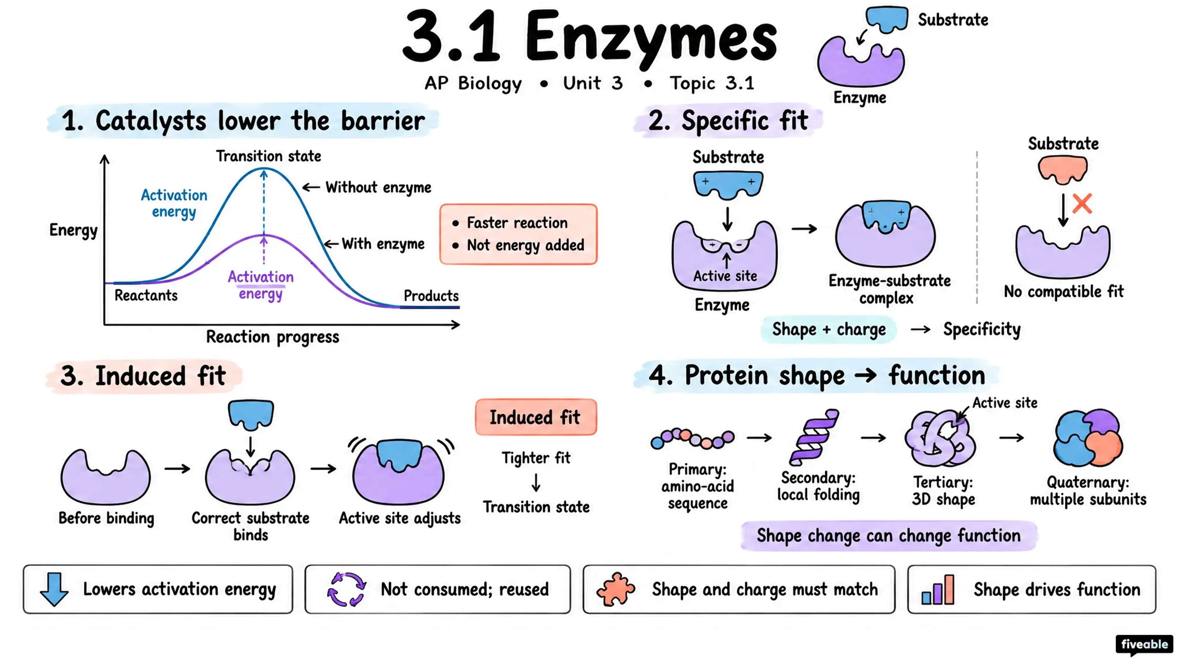 3.1 Enzymes - AP Biology - Unit 3 visual cheatsheet