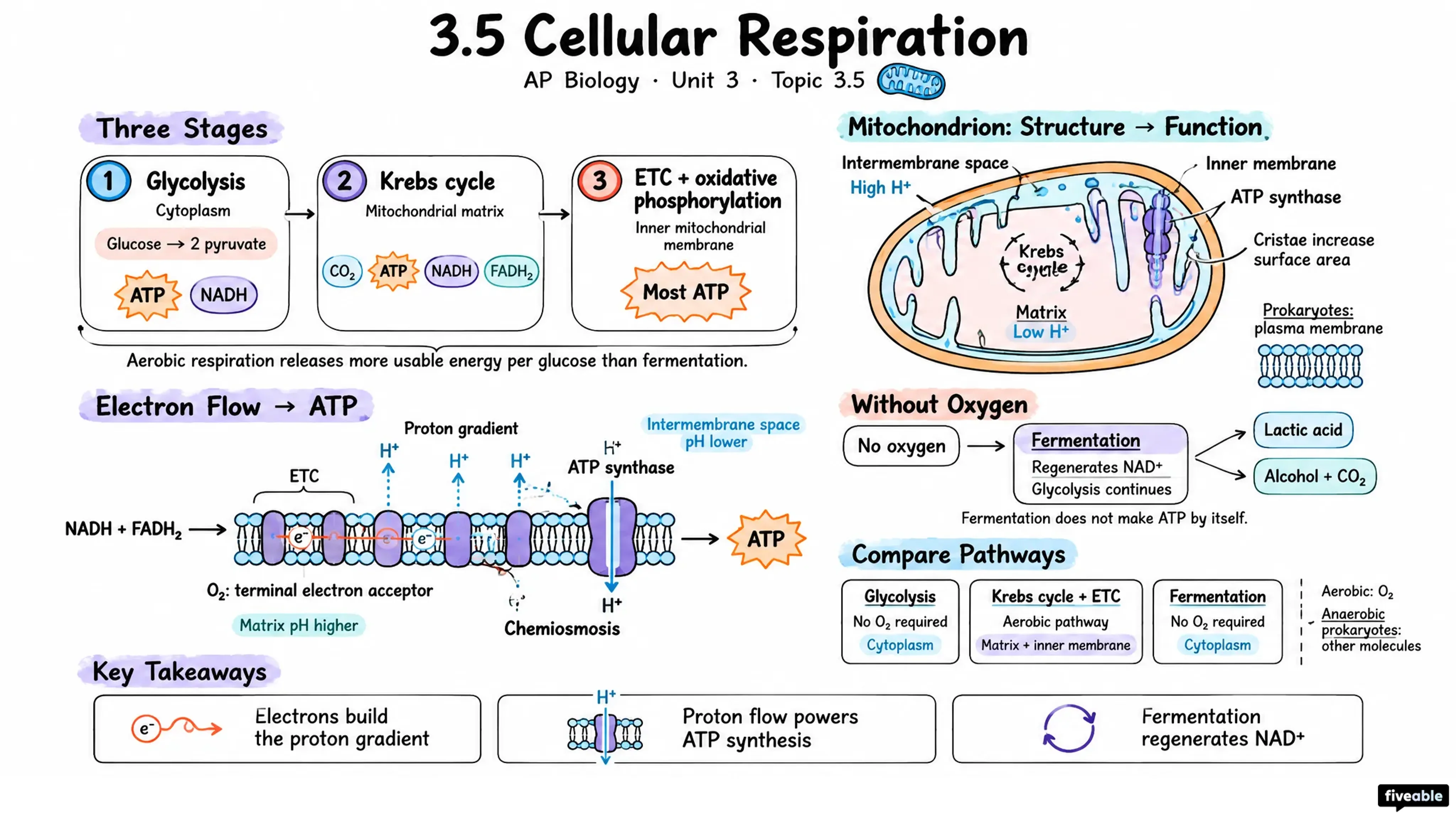 3.5 Cellular Respiration - AP Biology - Unit 3 visual cheatsheet
