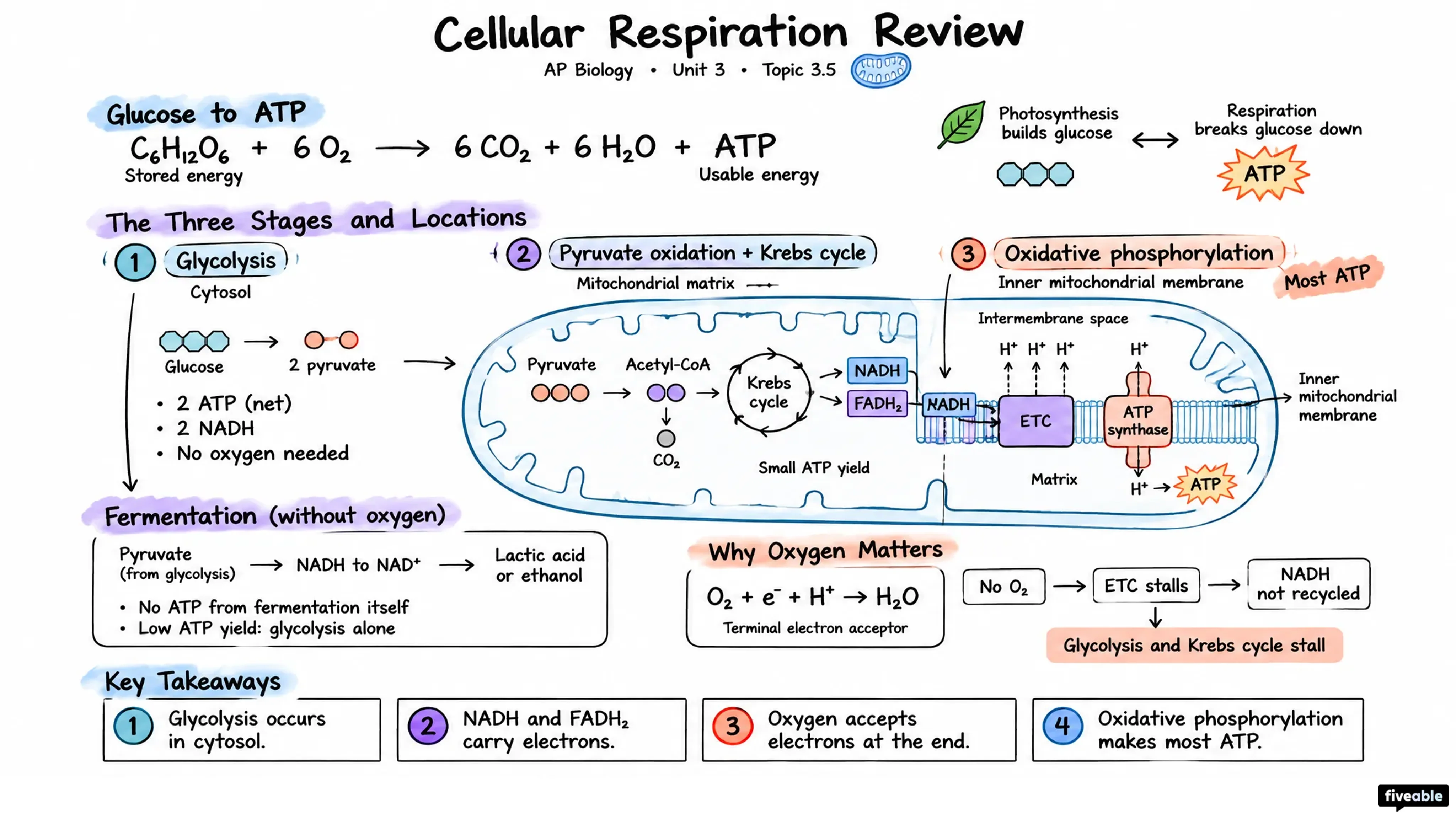 Cellular Respiration Review - AP Biology - Unit 3 visual cheatsheet