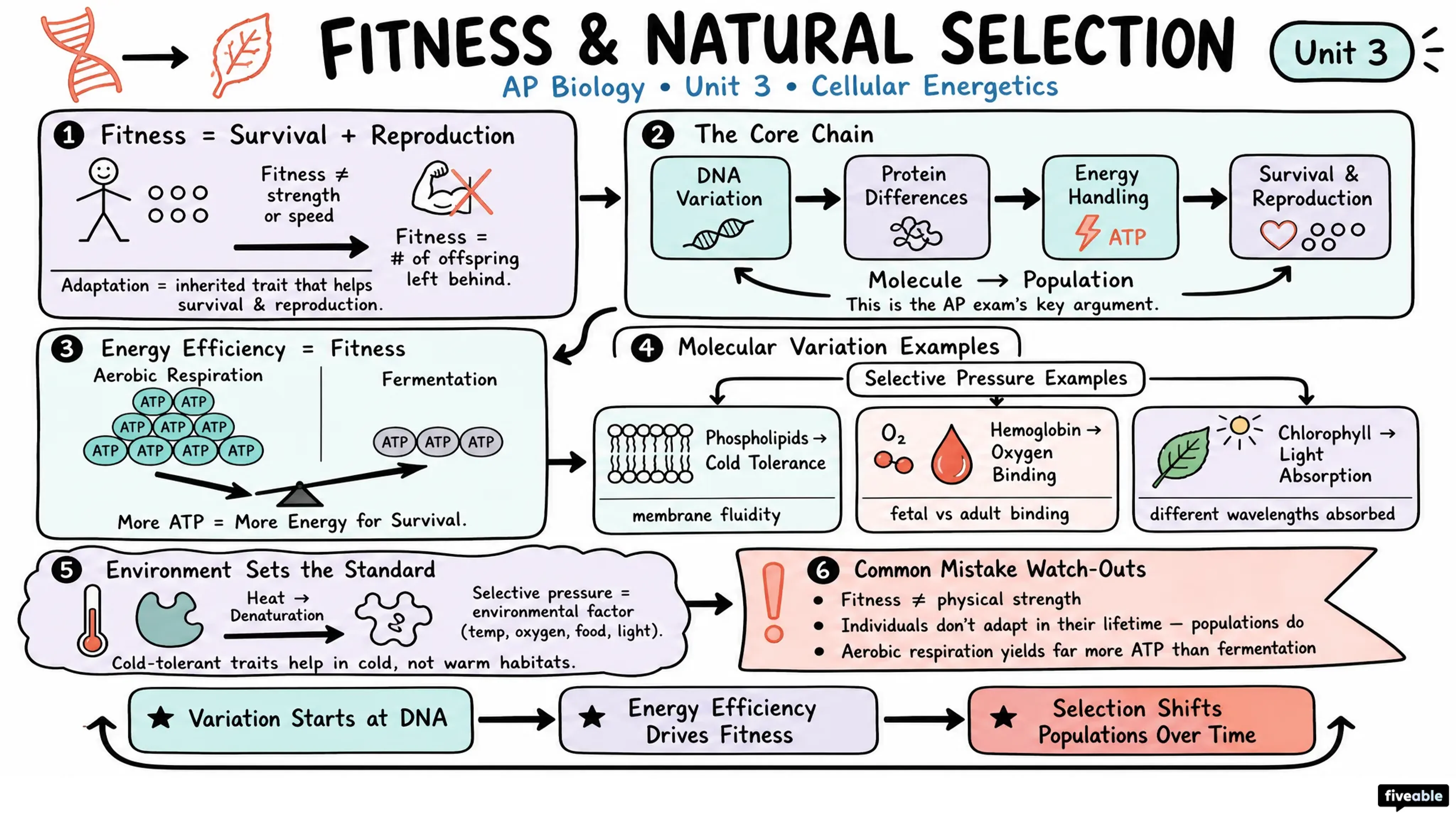Fitness and Natural Selection - AP Biology - Unit 3 visual cheatsheet