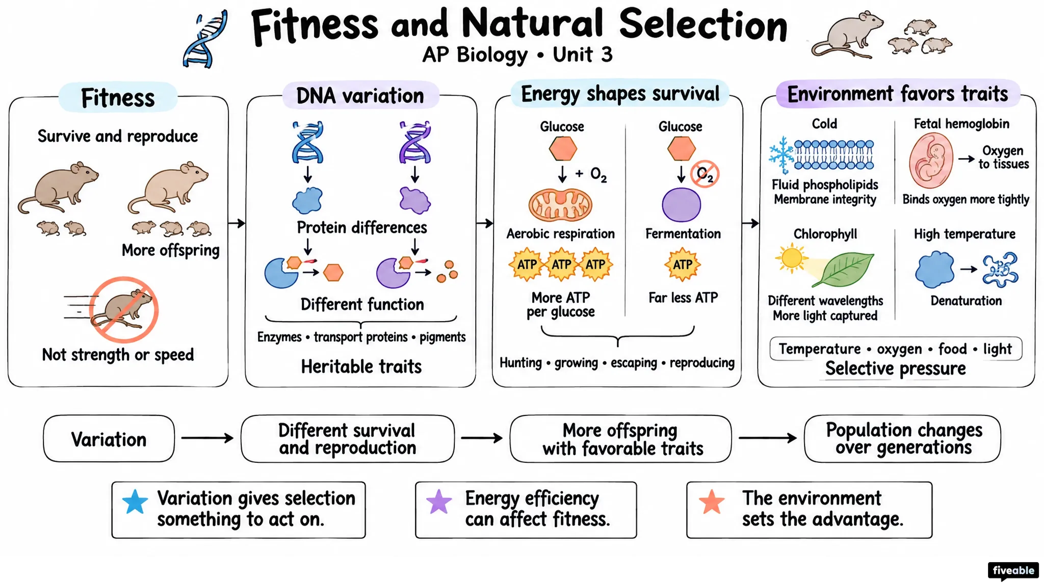 Fitness and Natural Selection - AP Biology - Unit 3 visual cheatsheet
