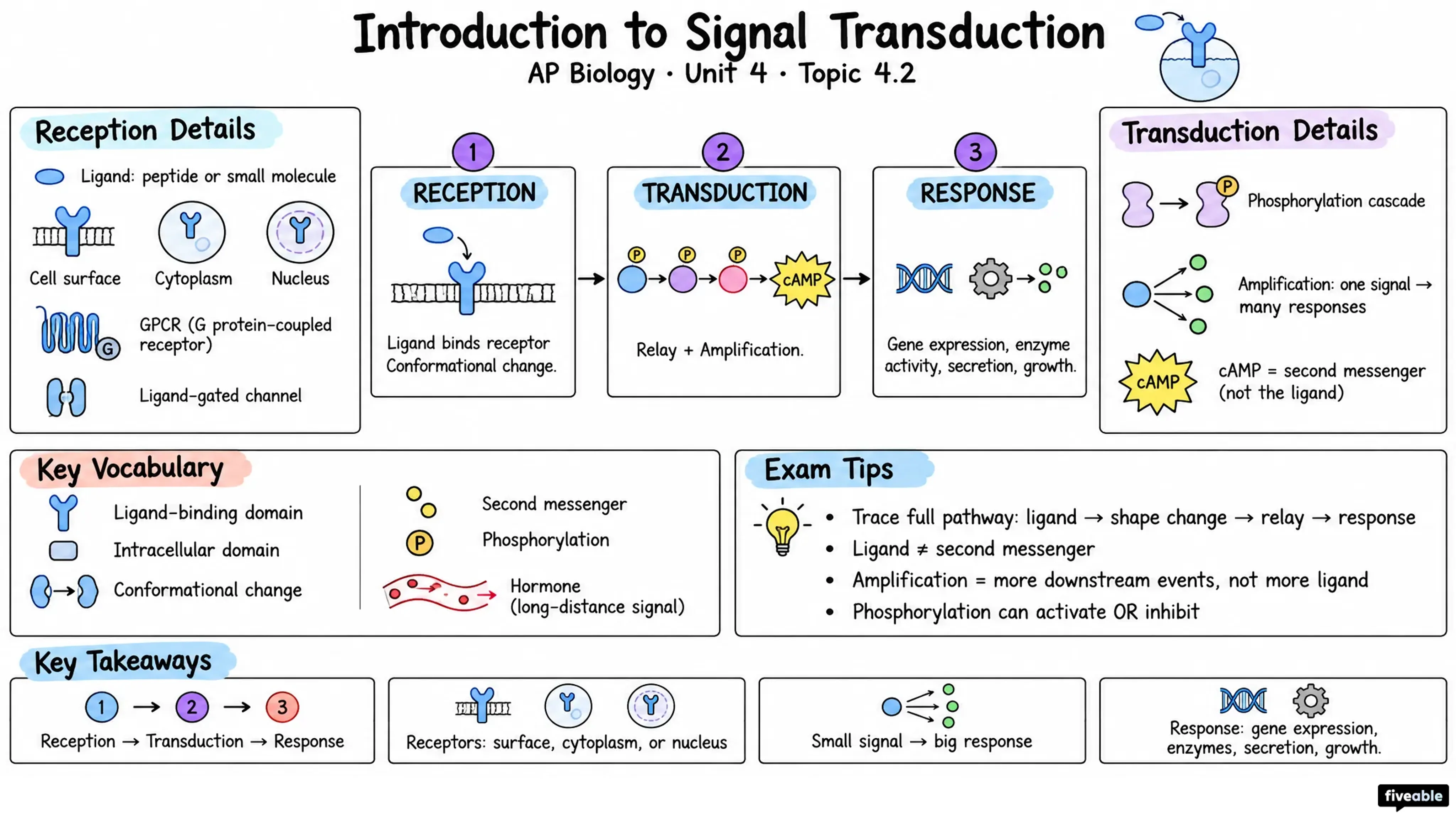 4.2 Introduction to Signal Transduction - AP Biology - Unit 4 visual cheatsheet