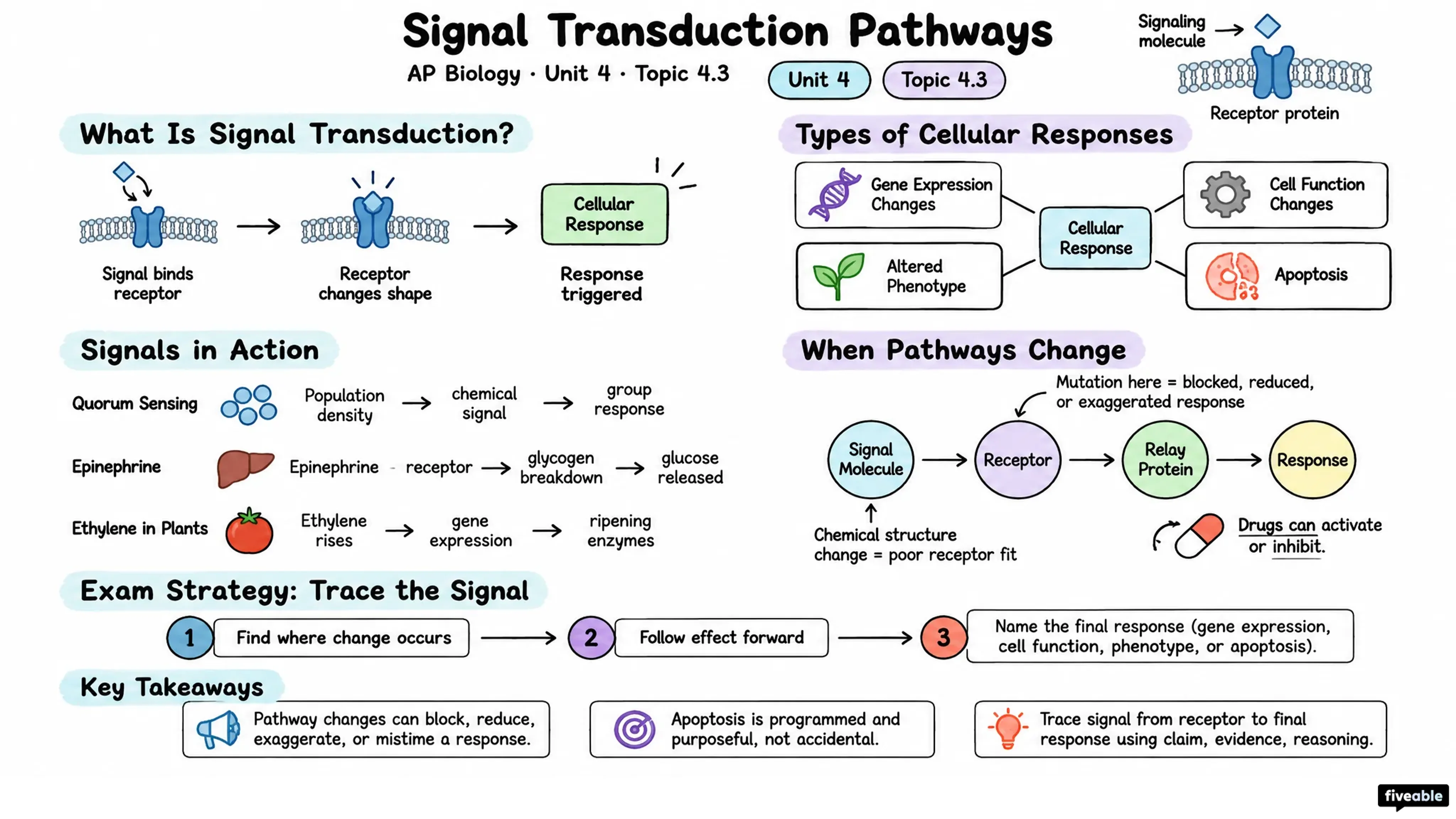 4.3 Signal Transduction Pathways - AP Biology - Unit 4 visual cheatsheet