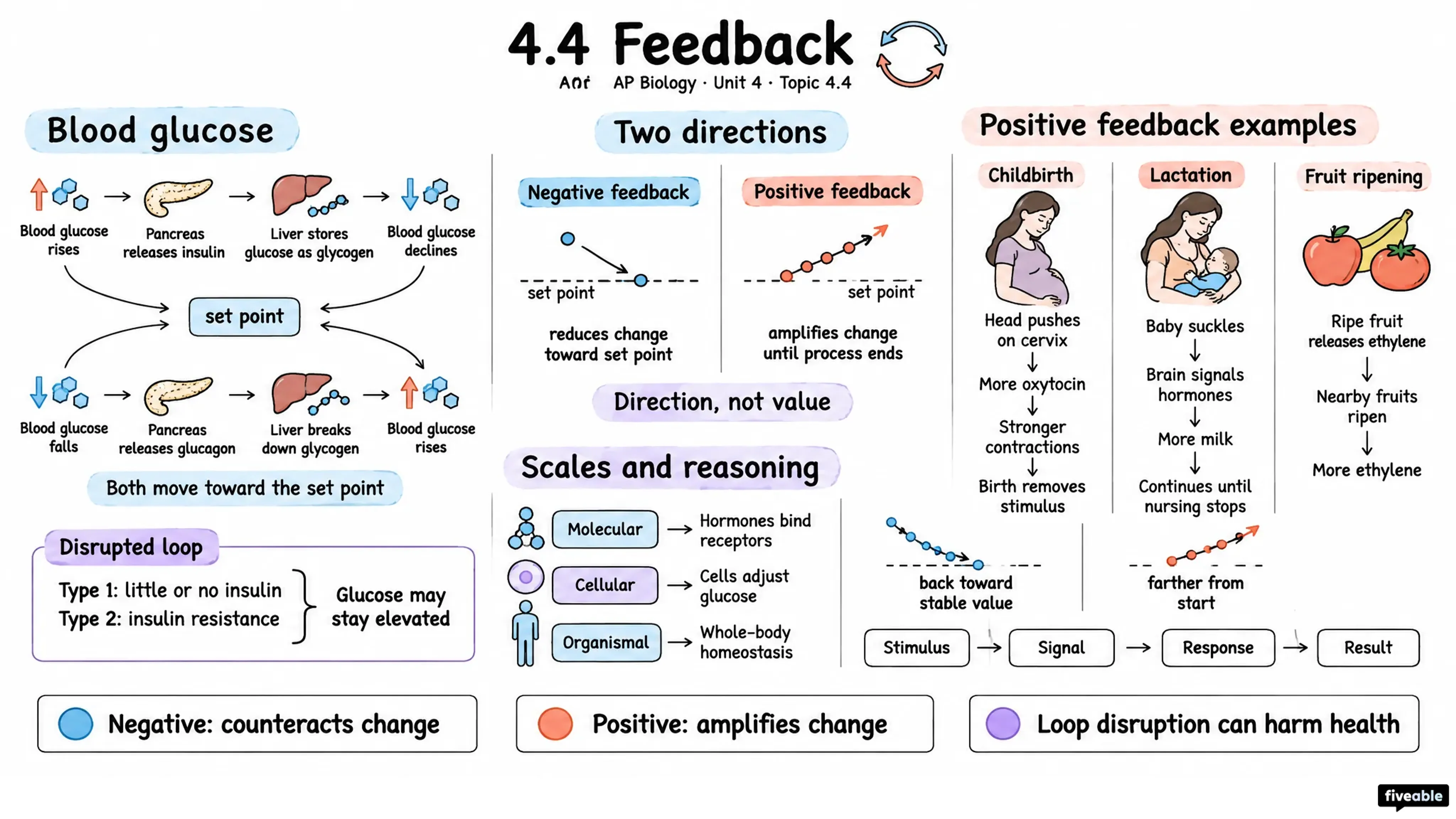 4.4 Feedback - AP Biology - Unit 4 visual cheatsheet
