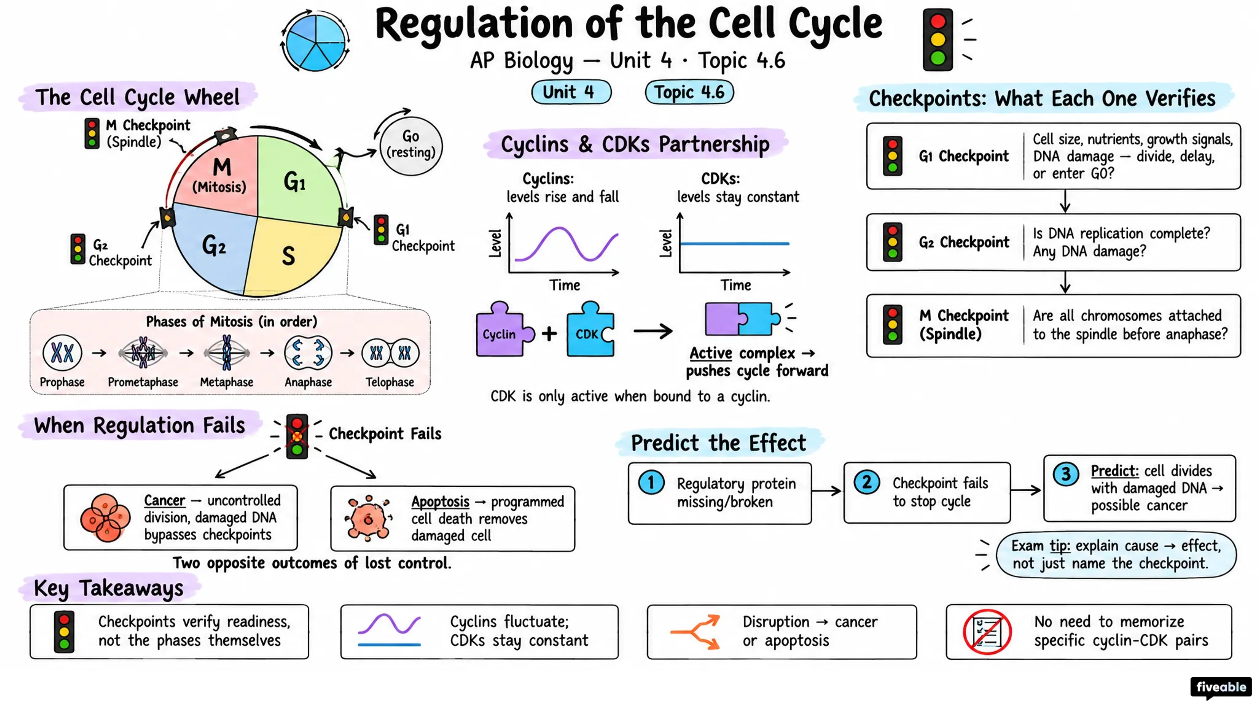 4.6 Regulation of the Cell Cycle - AP Biology - Unit 4 visual cheatsheet