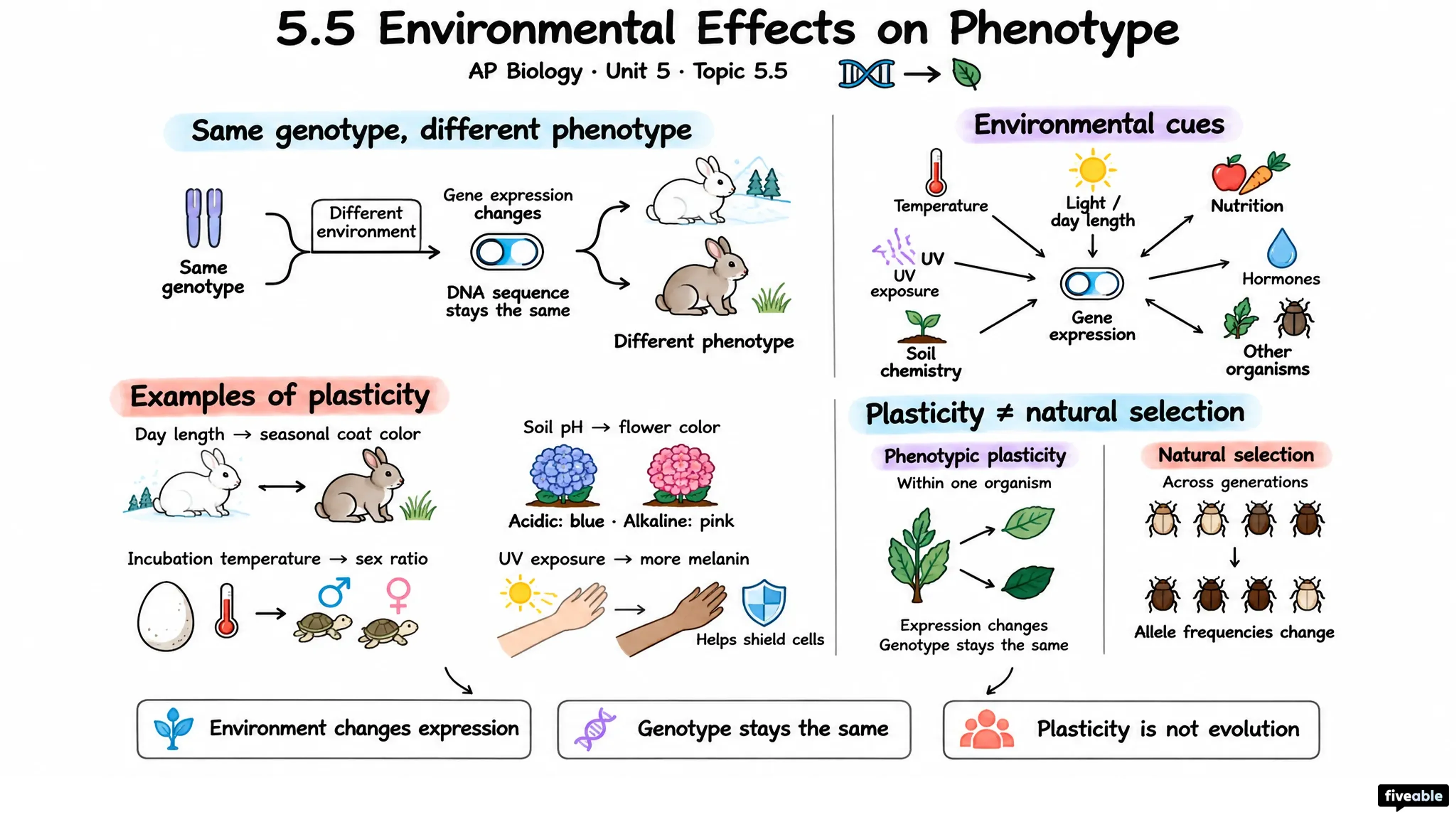 5.5 Environmental Effects on Phenotype - AP Biology - Unit 5 visual cheatsheet