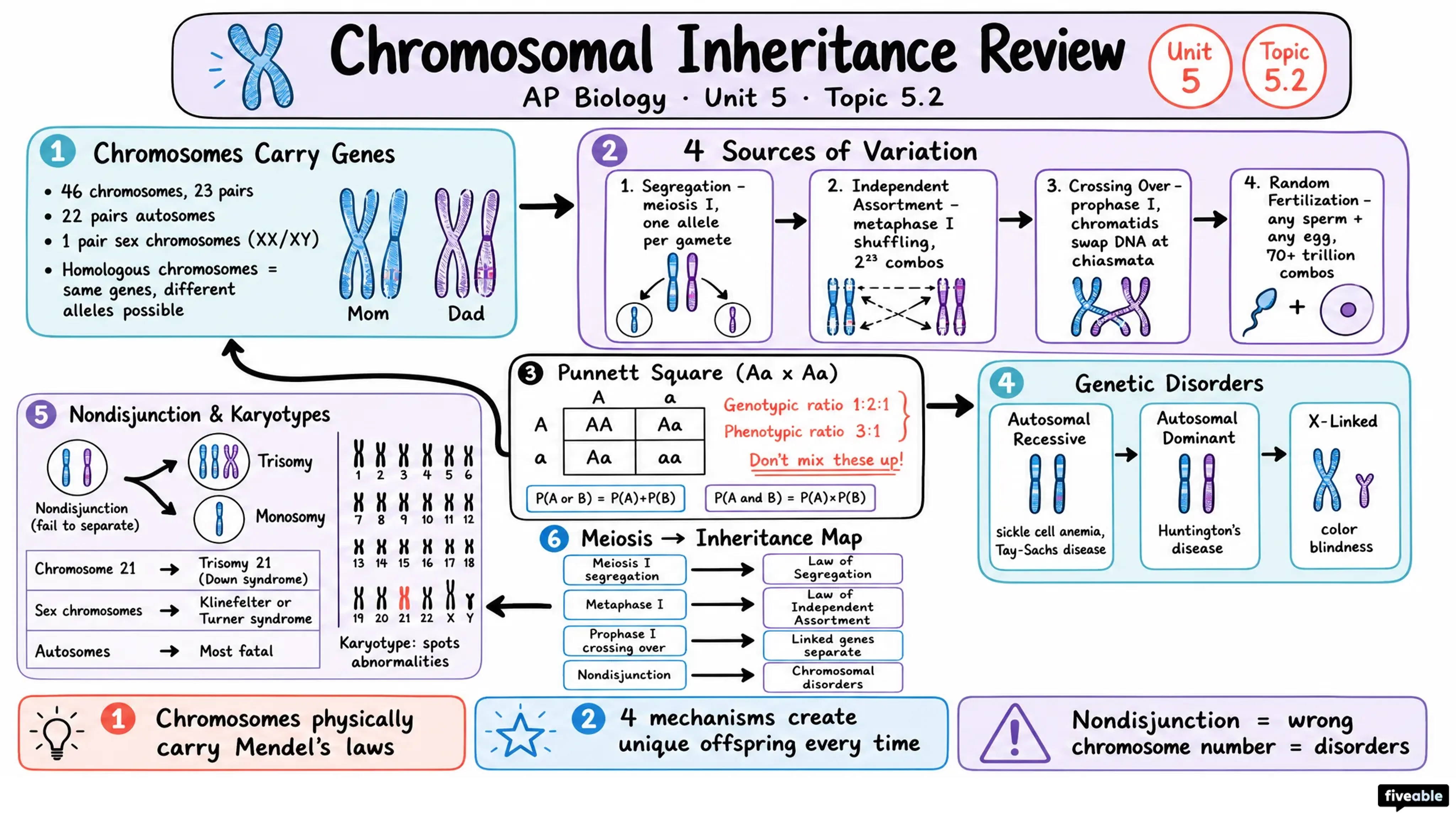 Chromosomal Inheritance Review - AP Biology - Unit 5 visual cheatsheet