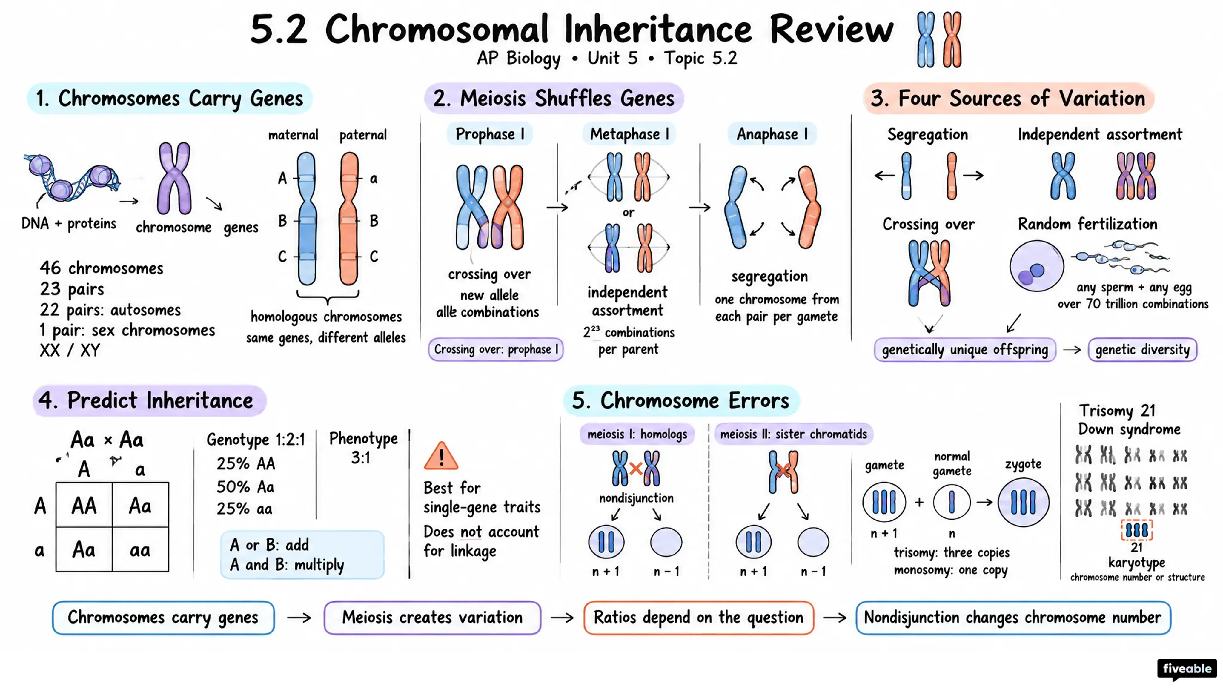 Chromosomal Inheritance Review - AP Biology - Unit 5 visual cheatsheet